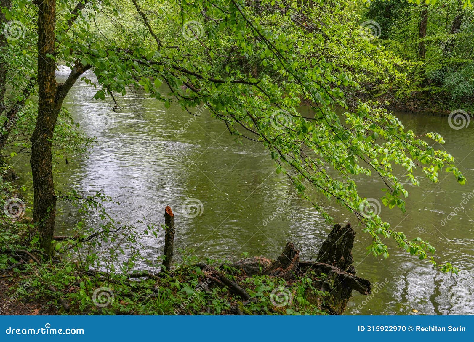 spring landscape of nera gorges natural park, romania, europe