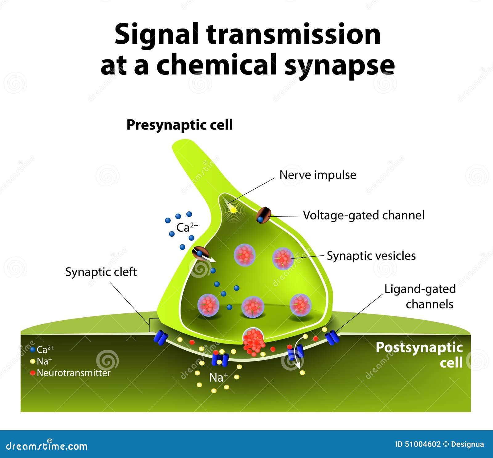 download synapse site download synapse site