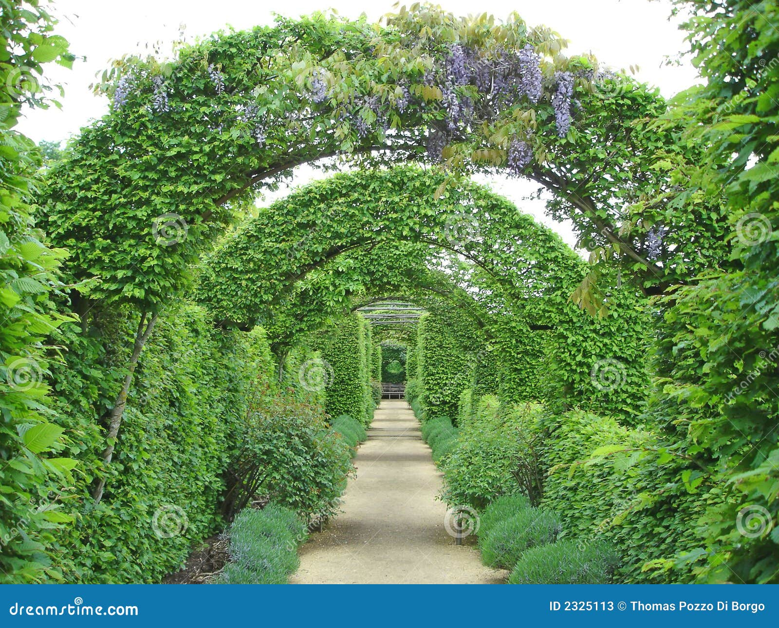 Chemin De Jardin Sous Des Fleurs Image stock Image du jour