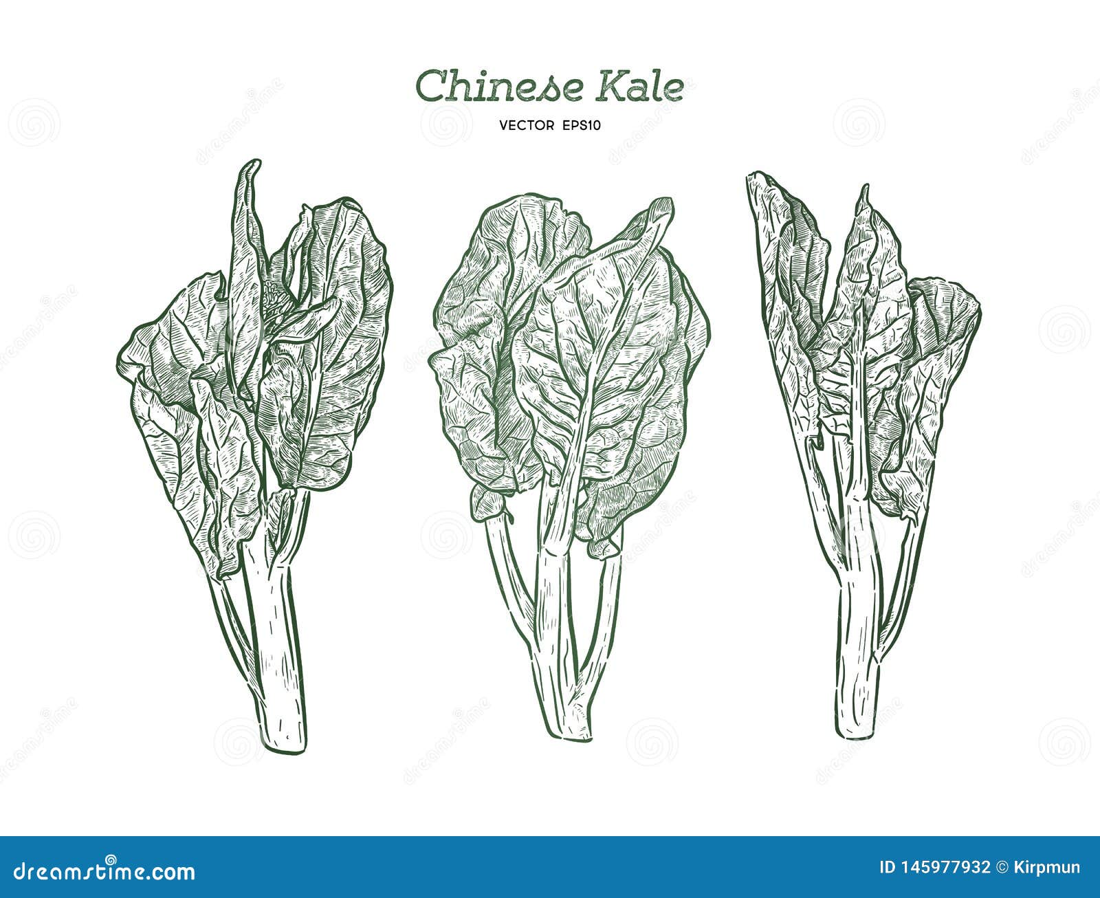 Chenese Kale or Chinese Broccoli, Hand Draw Sketch Vector Stock Vector Illustration of hong