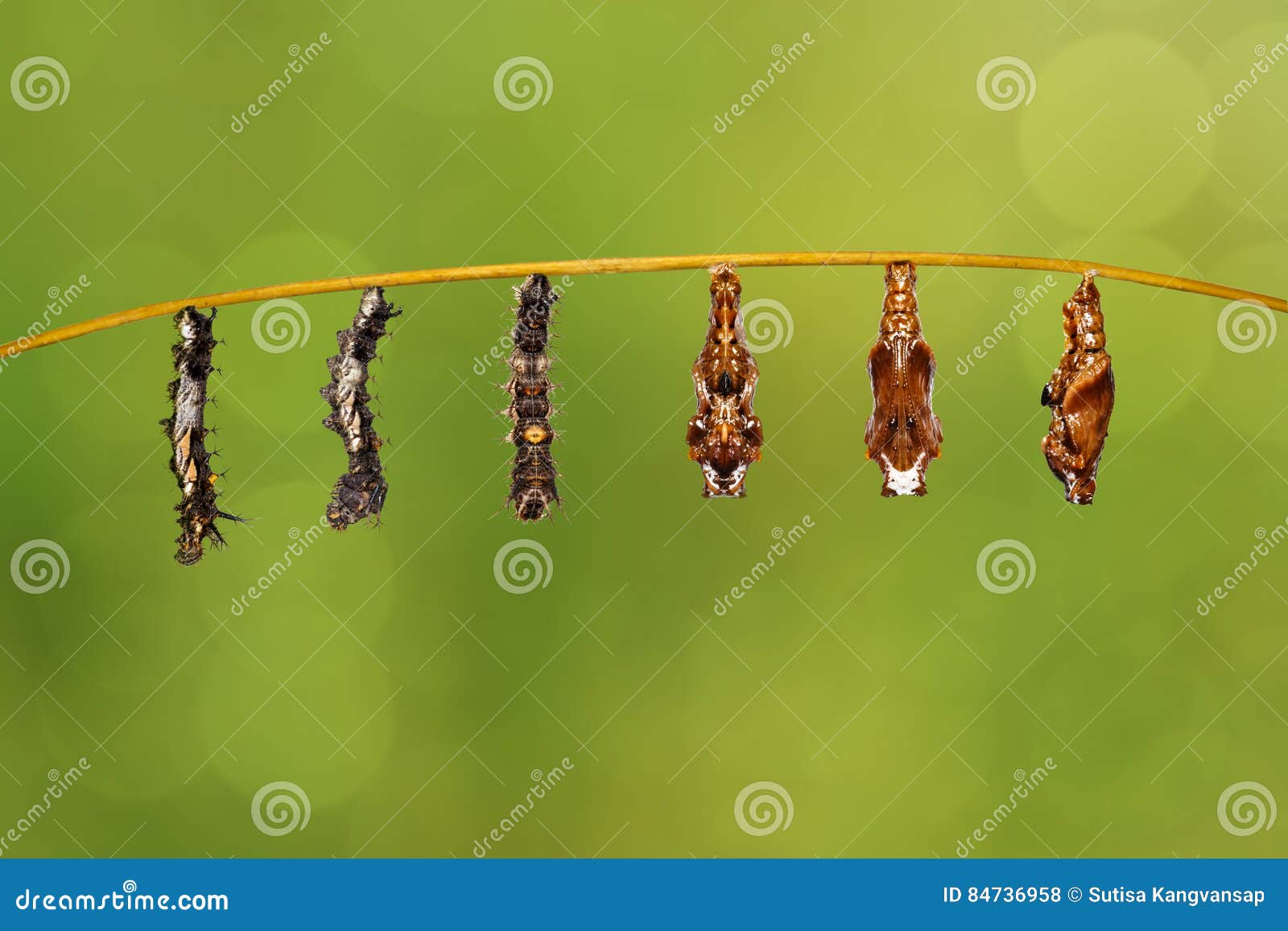 Qu'est-ce que la transformation d'une chenille en papillon