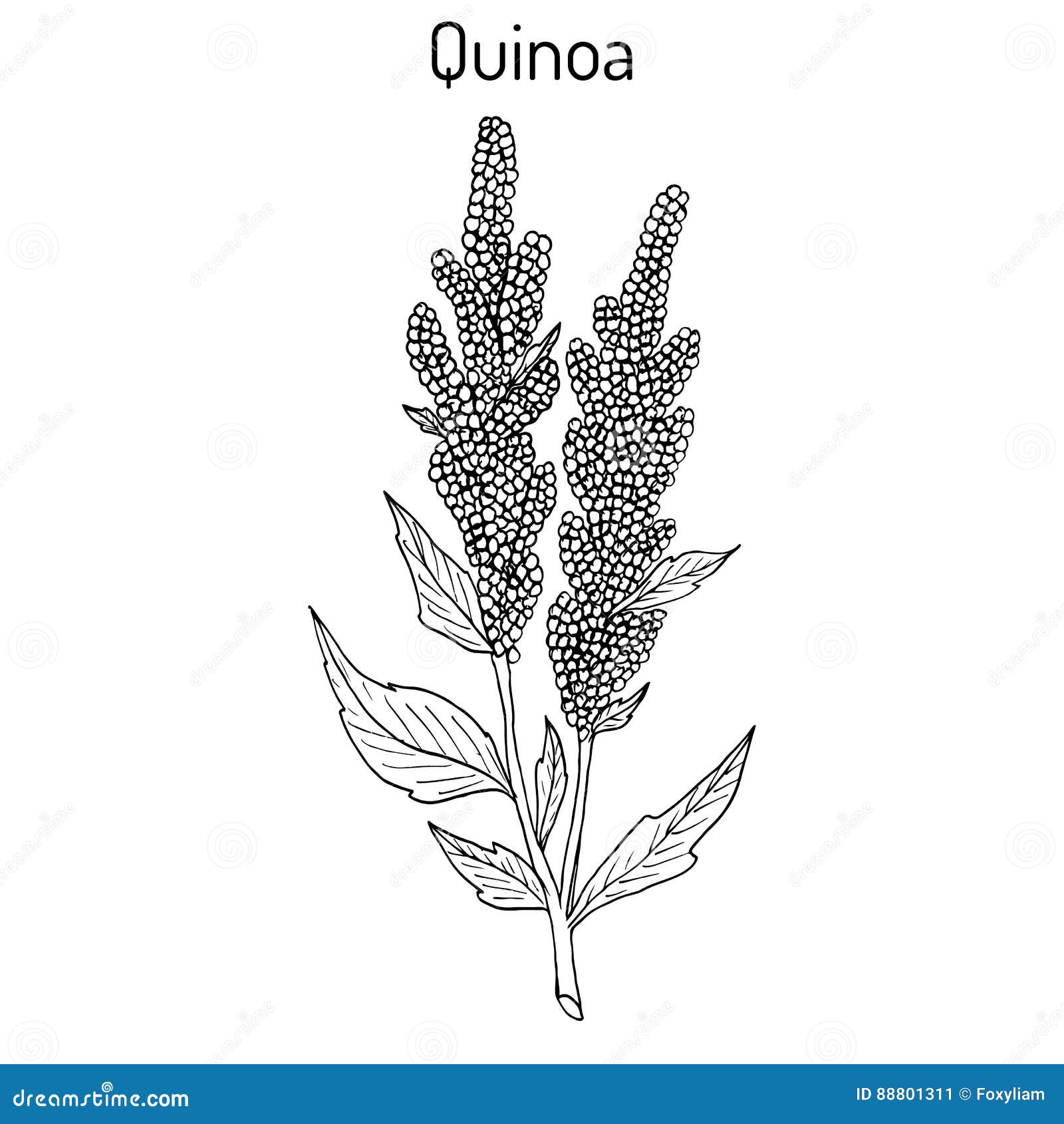 https://thumbs.dreamstime.com/z/chenopodium-de-la-quinoa-superfood-de-la-quinoa-planta-sana-88801311.jpg