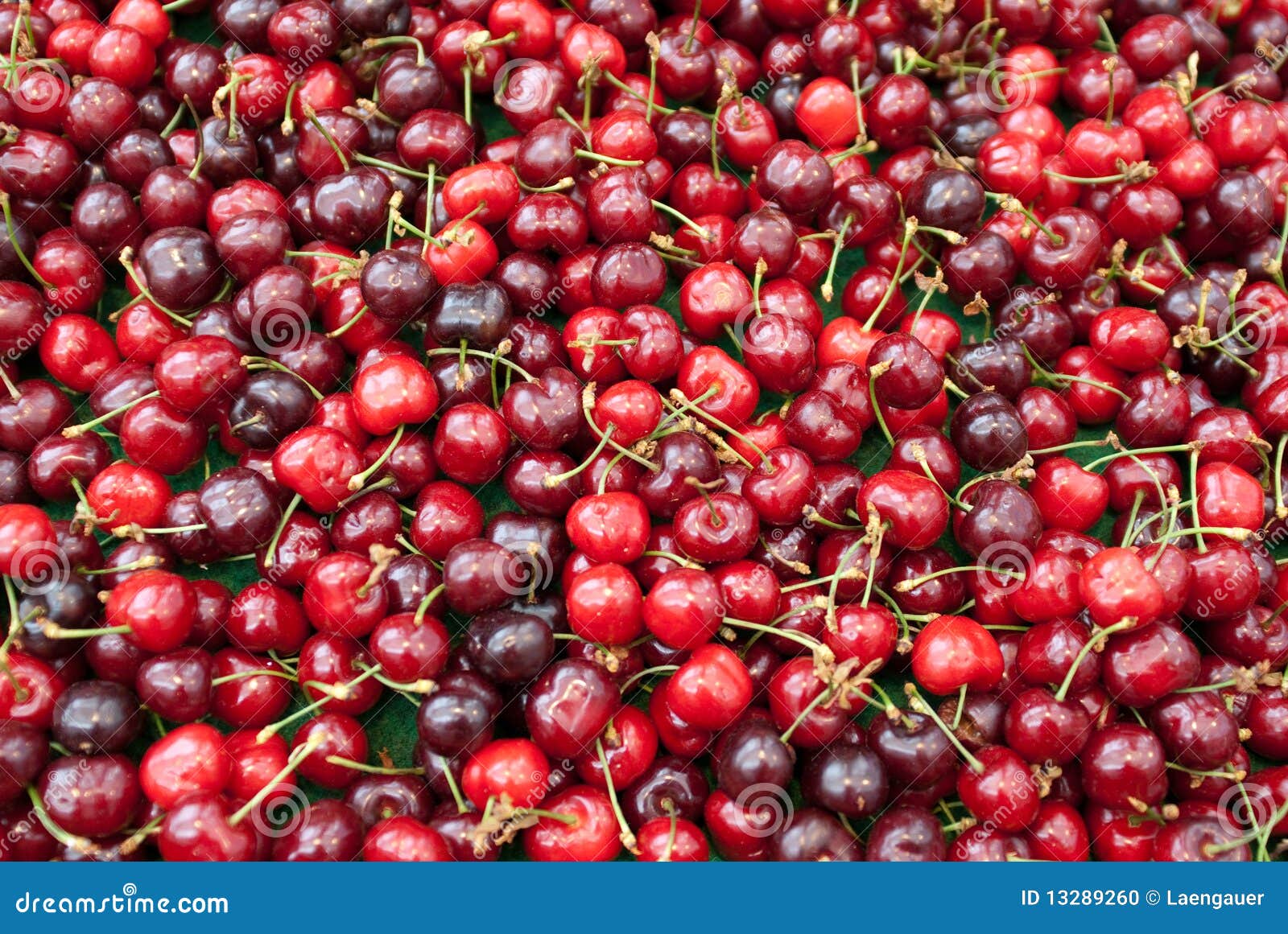 Cherries stock photo. Image of cherries, plant, botanical 13289260