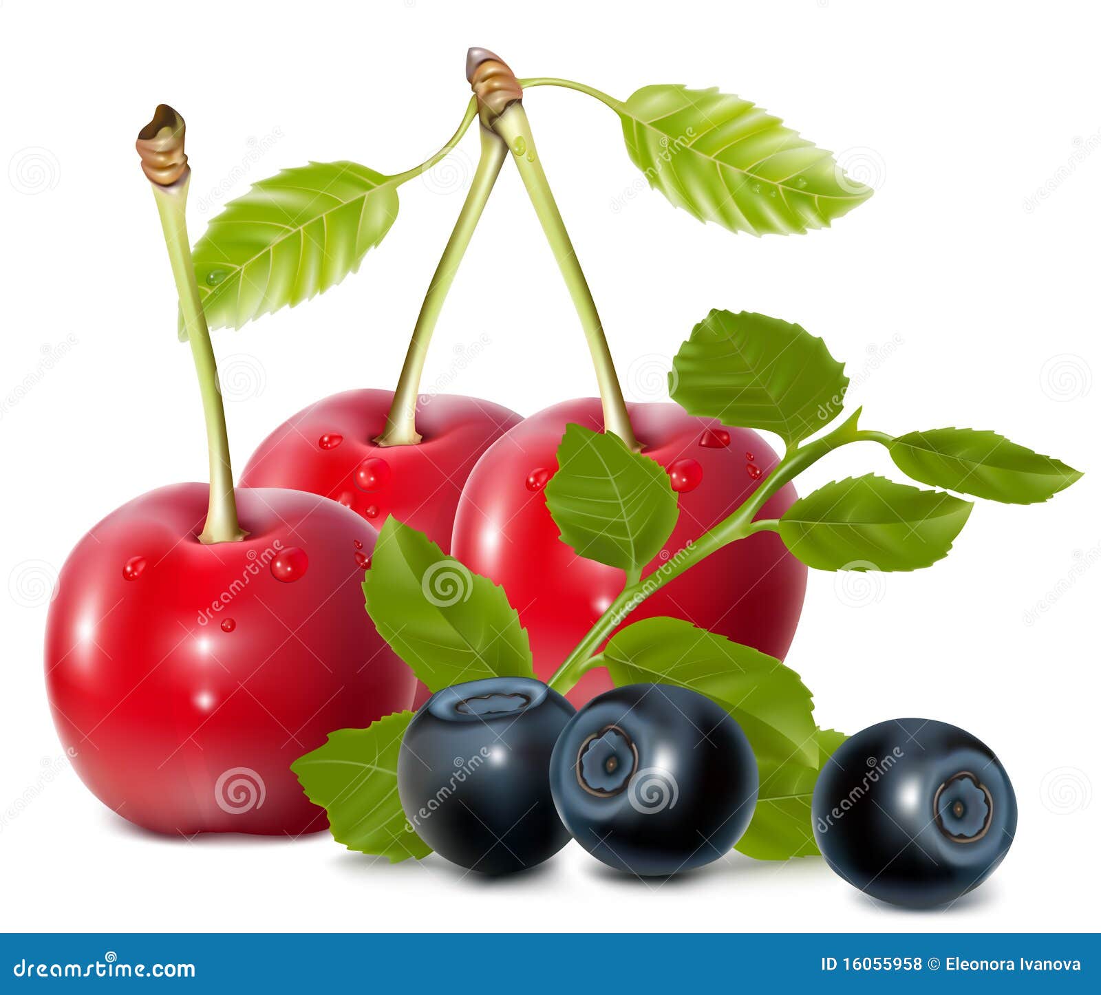 Cherries and Blueberries with Leaves. Stock Vector Illustration of