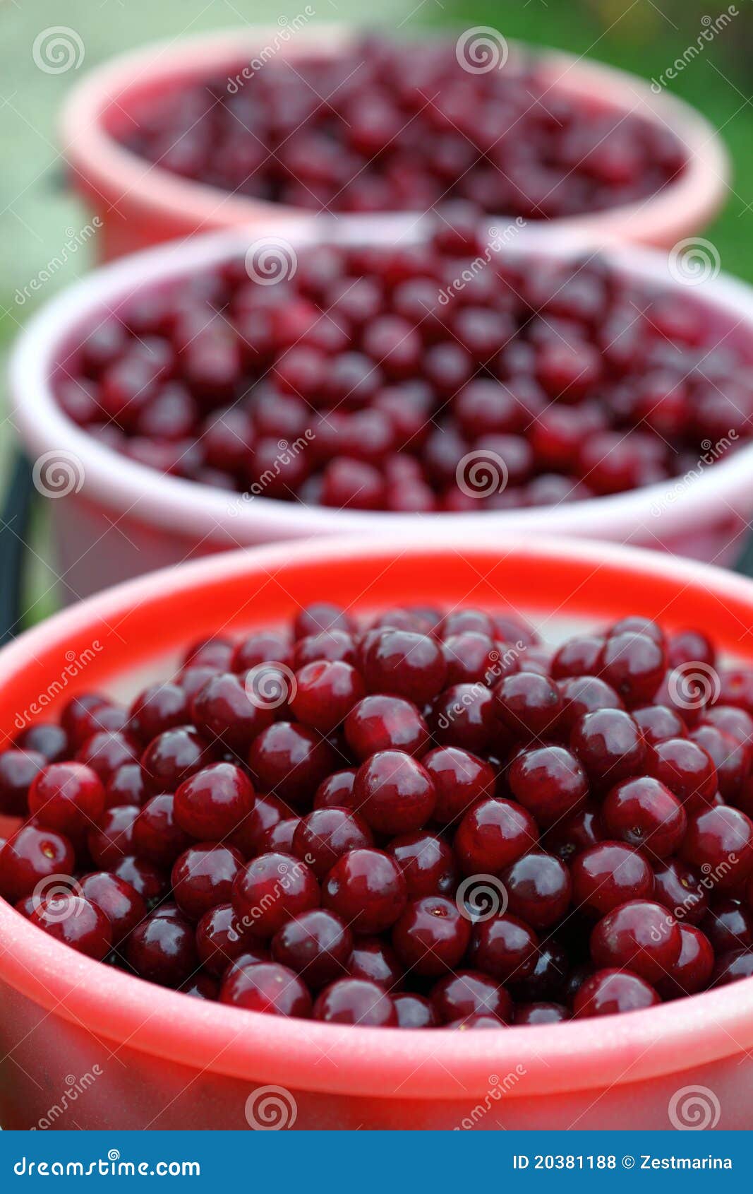 Cherries in buckets stock photo. Image of summer, macro 20381188