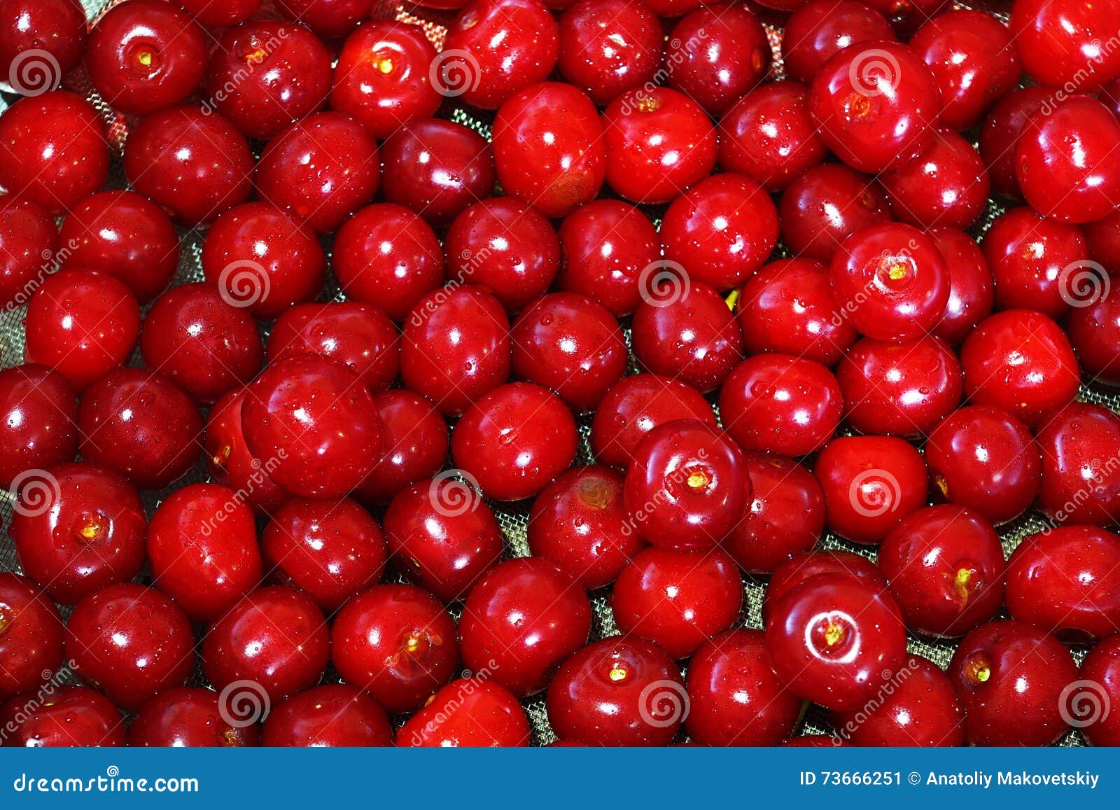 Cherries stock image. Image of vitamins, cherries, berry 73666251