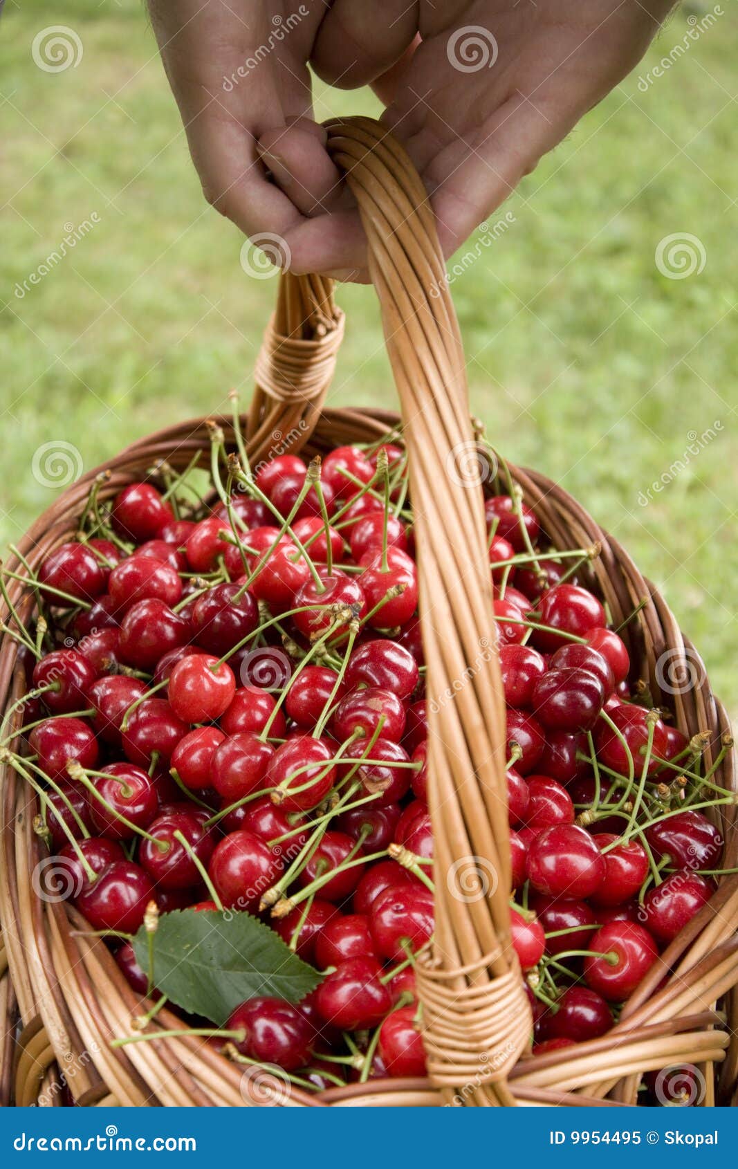 Cherries harvest stock image. Image of cherry, crop, harvest 9954495