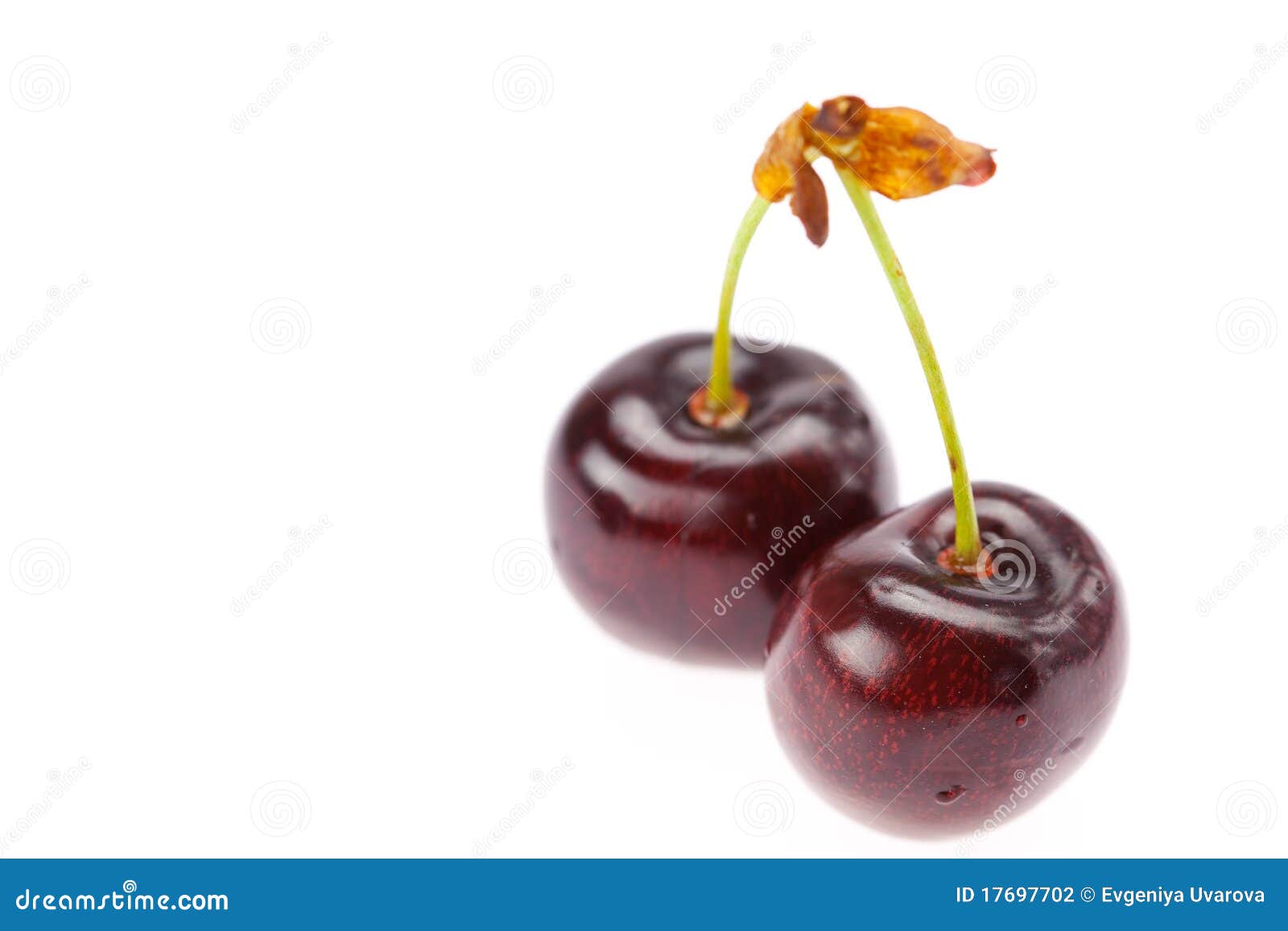 Cherries isolated on white stock photo. Image of green - 17697702