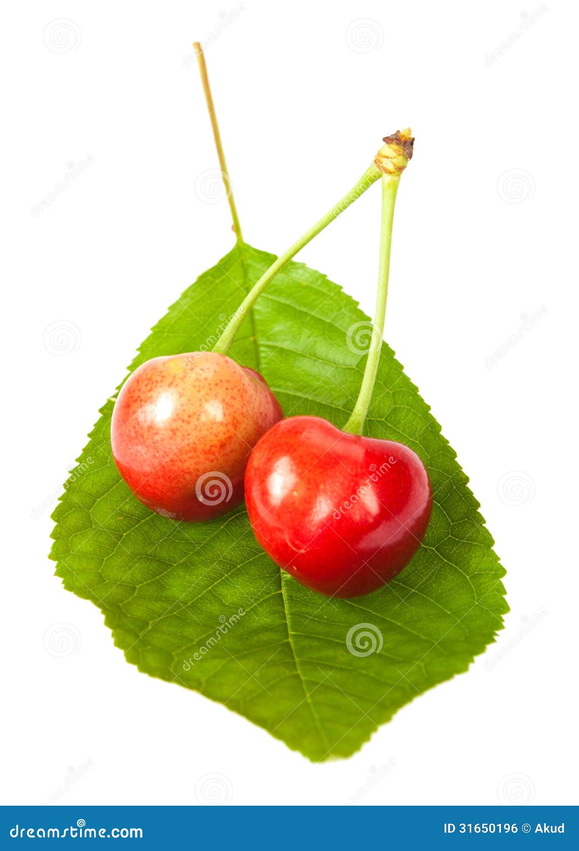 Cherries with leaf stock photo. Image of macro, gourmet 31650196