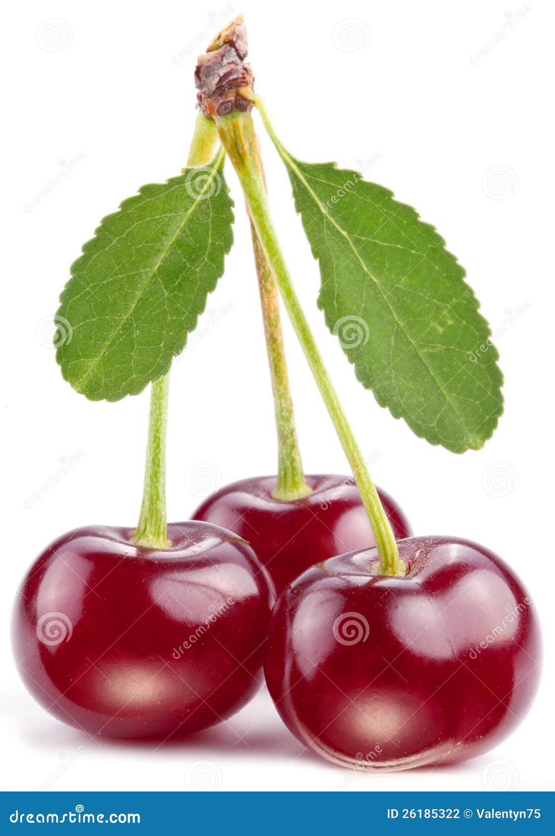 Cherries with leaves stock photo. Image of cherry, food 26185322