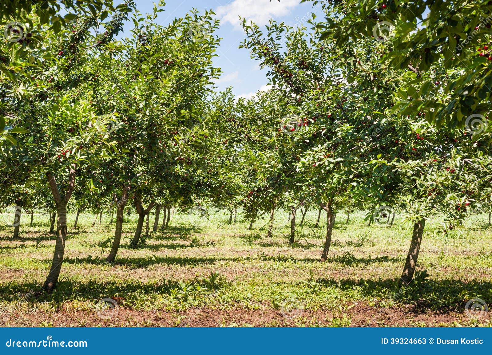 Cherries orchard stock image. Image of cherry, agriculture 39324663