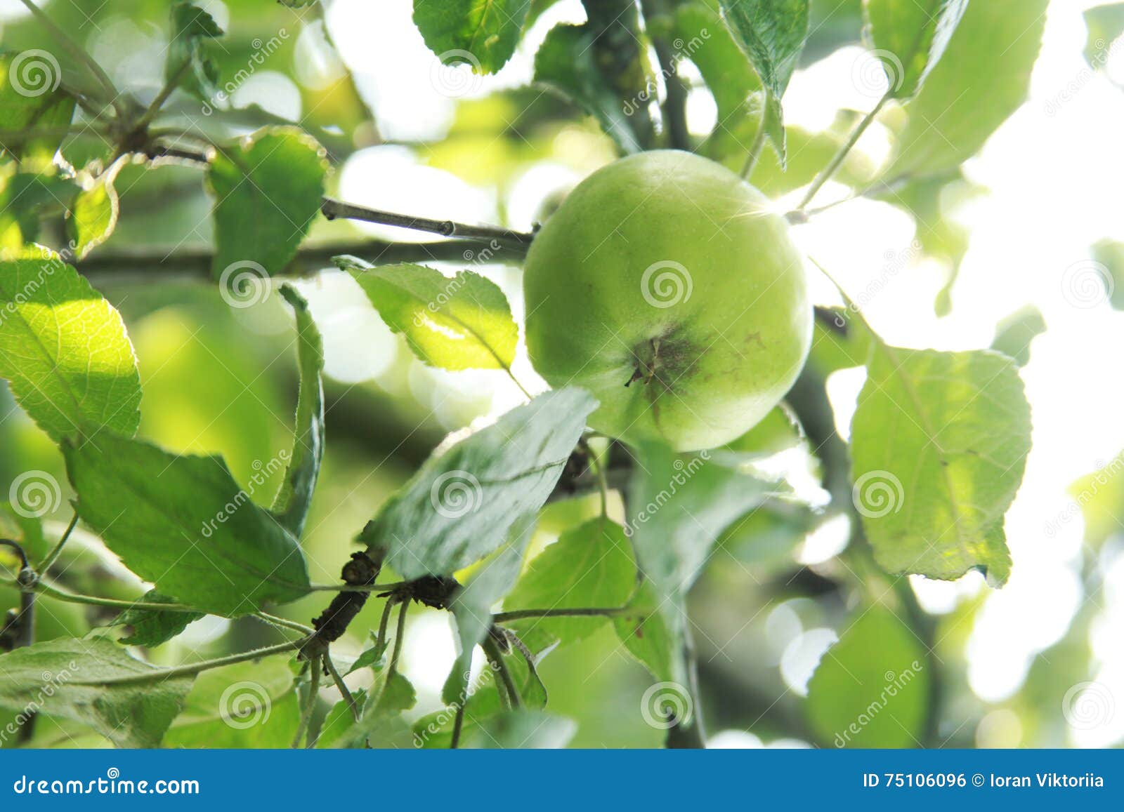 Cherries Parts of a Branch of a Cherry Tree Stock Photo Image of