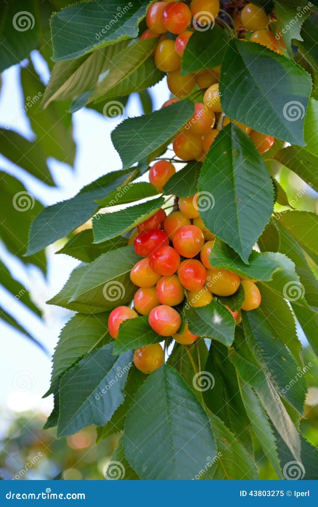 Cherries Ripening on Branch Stock Image Image of cherries, fruit 43803275