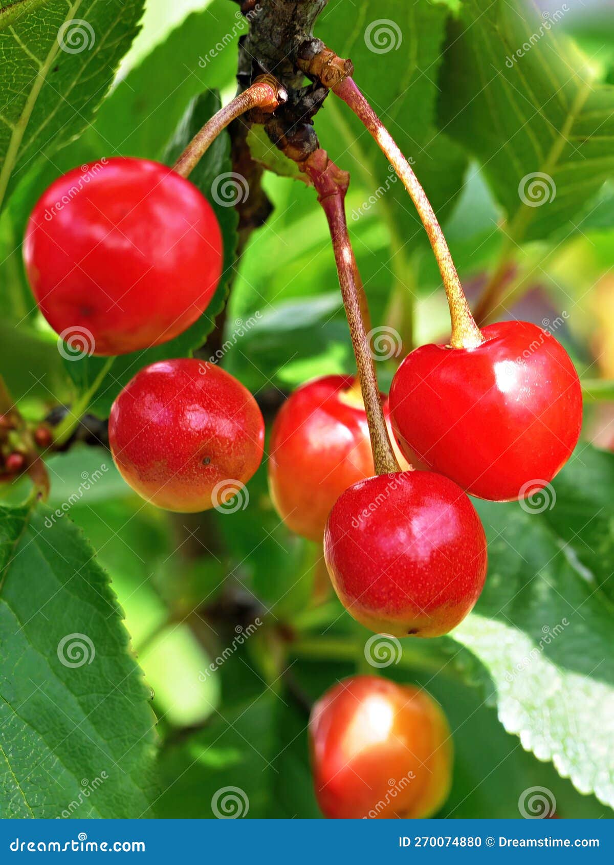 Cherries Rispe Hanging on the Tree Stock Photo Image of produce