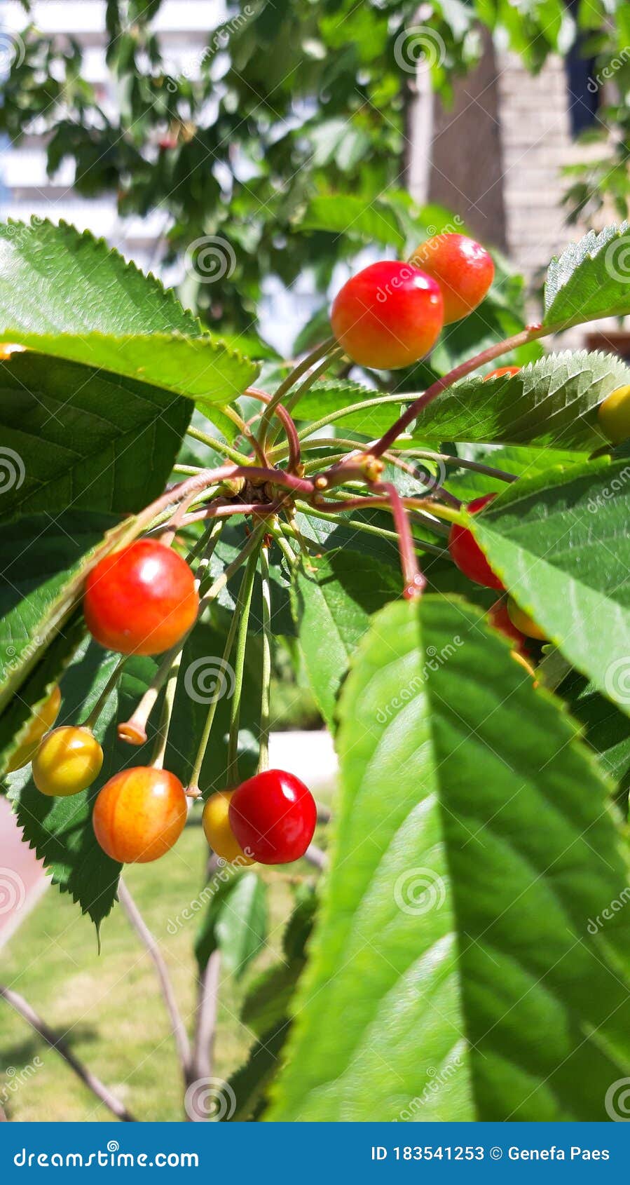 Cherries in Spring season stock image. Image of tree 183541253