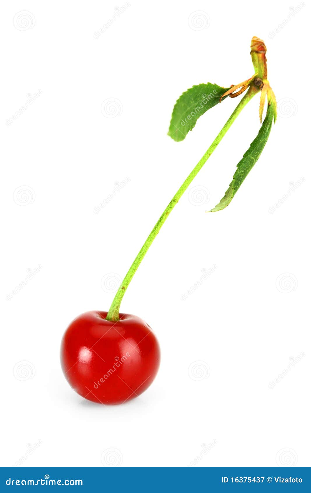 Cherry stock image. Image of ripe, green, food, sweet 16375437