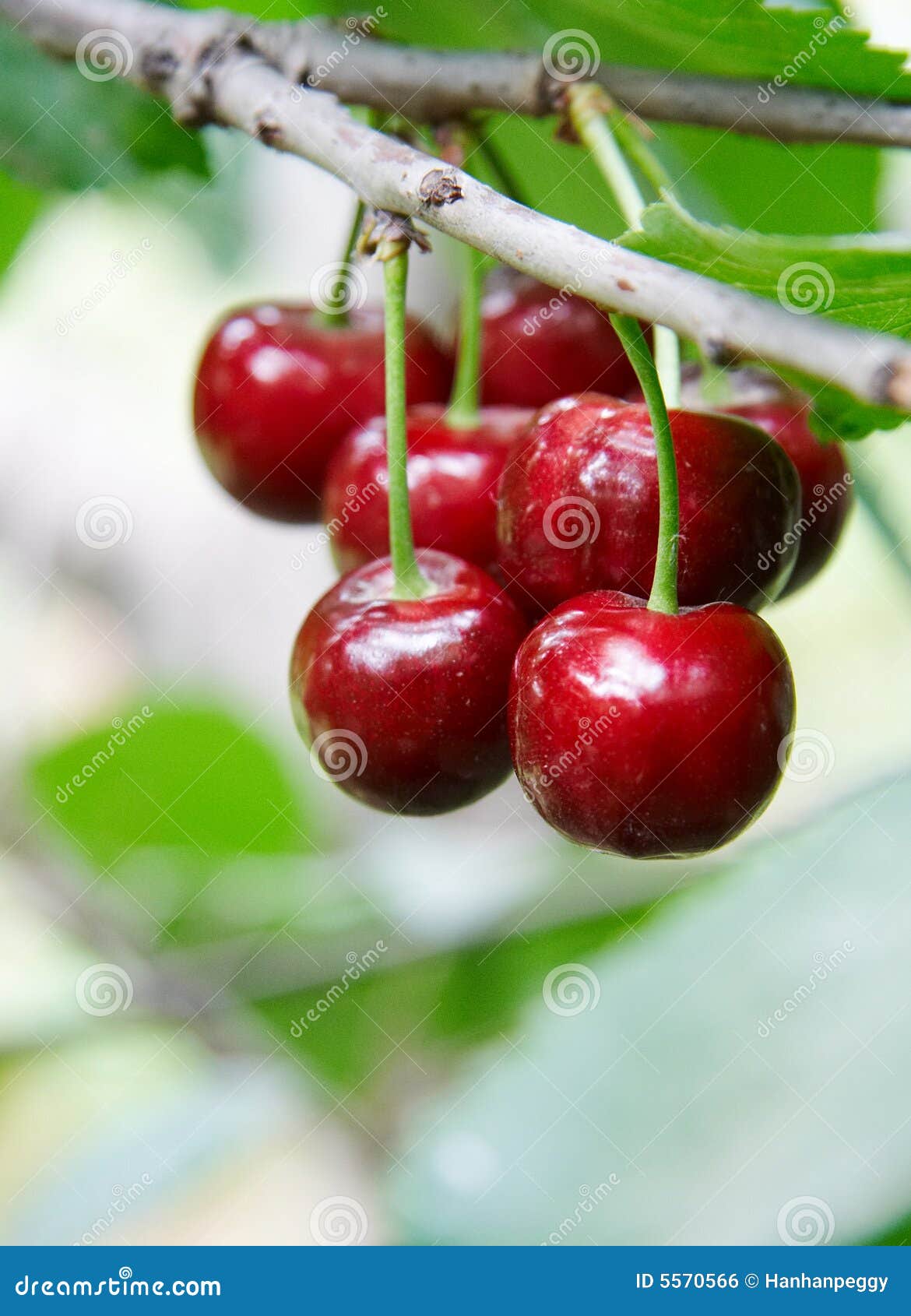 Cherry stock photo. Image of food, dessert, branch, sweet 5570566