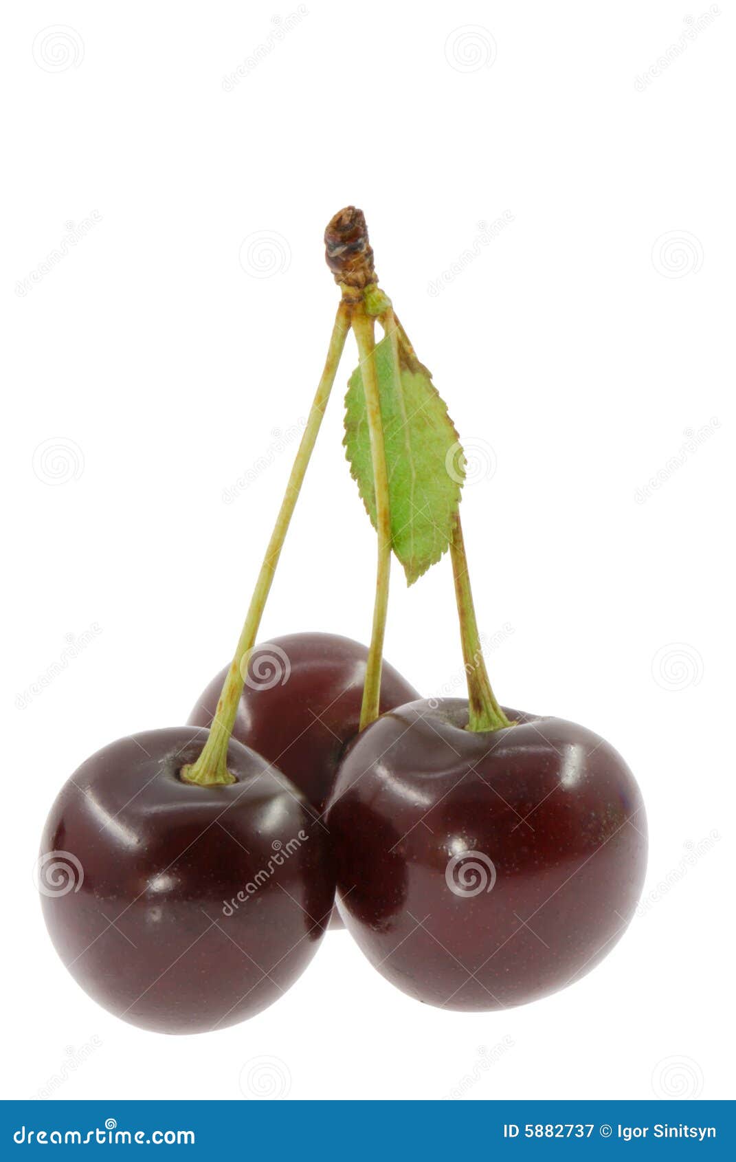 Cherry stock image. Image of leaf, details, foodstill 5882737