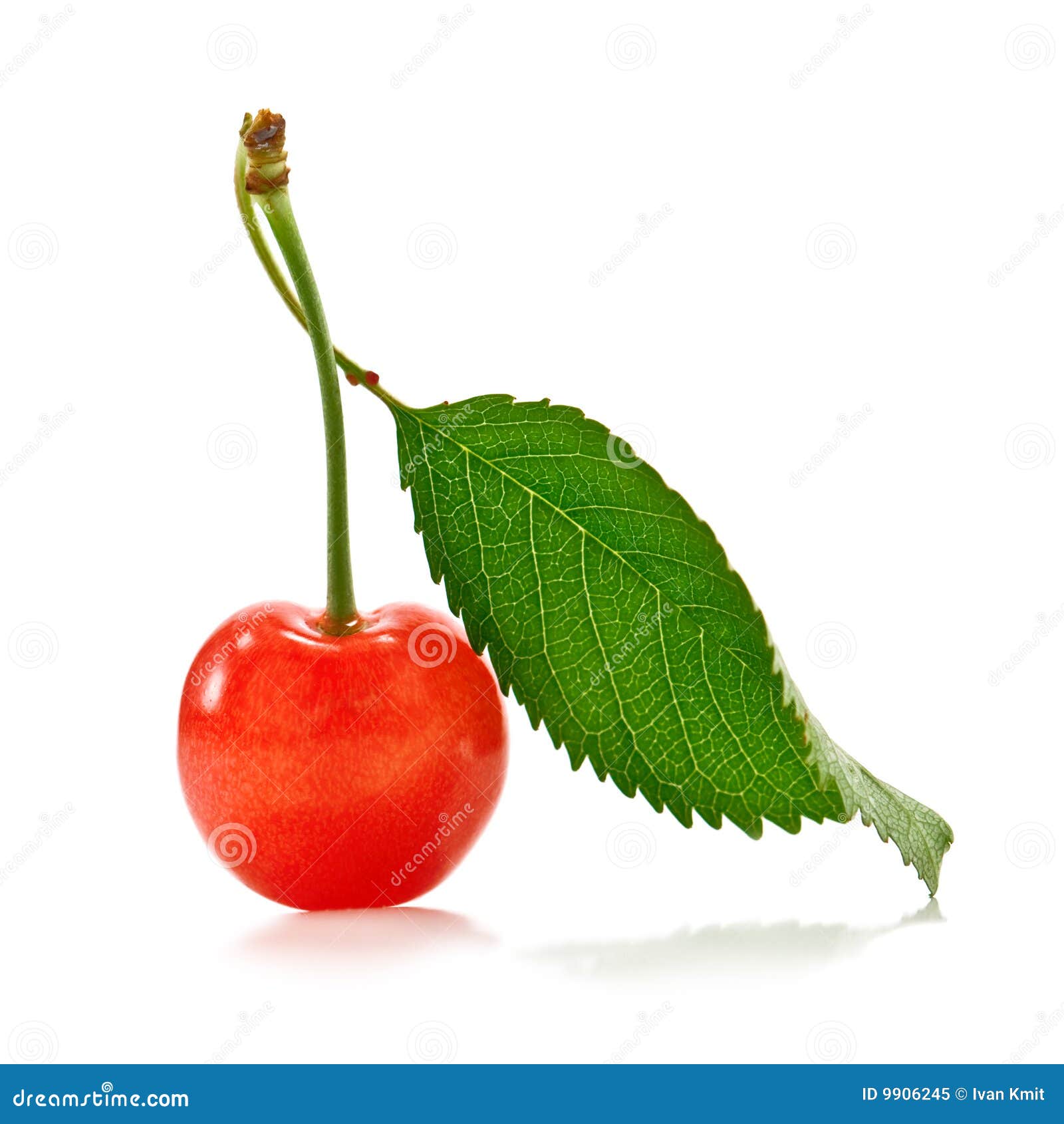 Cherry stock image. Image of single, garden, juicy, tasty 9906245