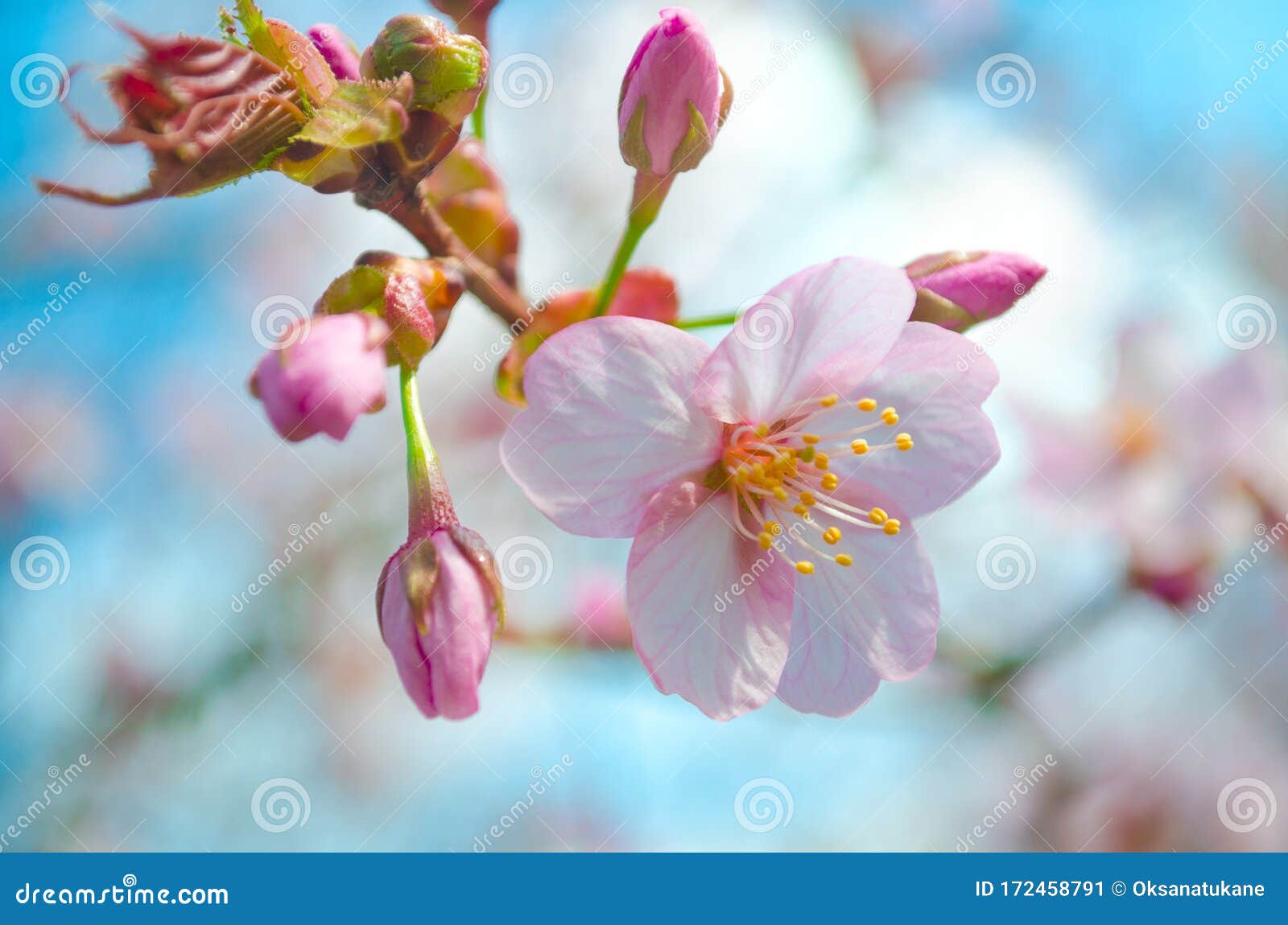 Cherry And Apple Tree Blossom Close Up. Selective Focus And Copy Space Apple Blossom Tree Vs Cherry Blossom