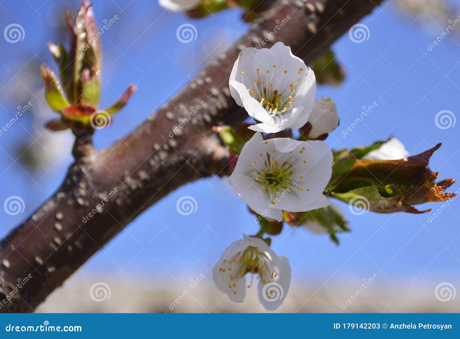 Cherry, Apricot and Peach Tree Flowers in Spring. Pollination by Bees