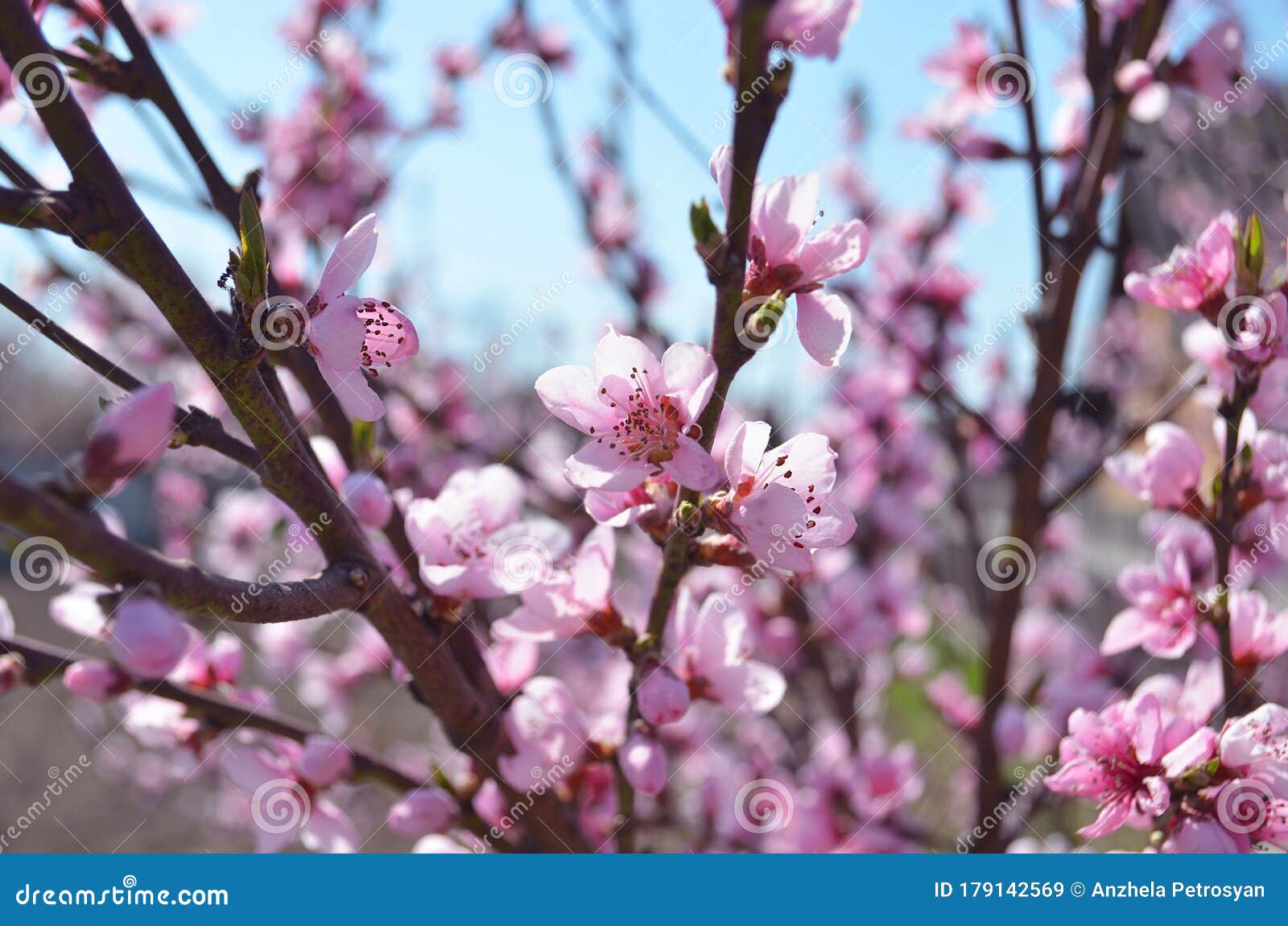 Cherry, Apricot and Peach Tree Flowers in Spring. Pollination by Bees