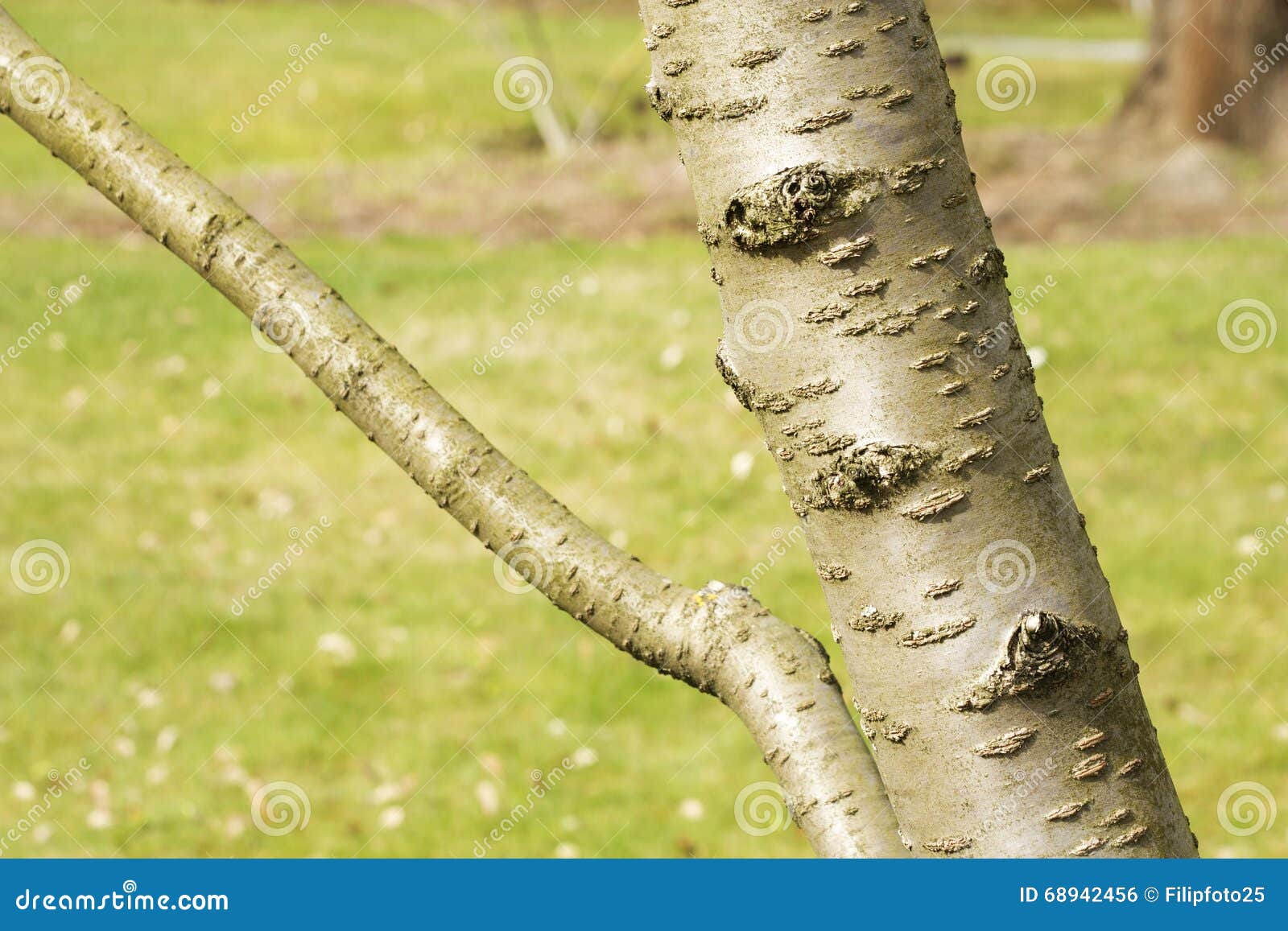 Cherry Bark Prunus Serrulata Stock Photo Image of color, design 68942456