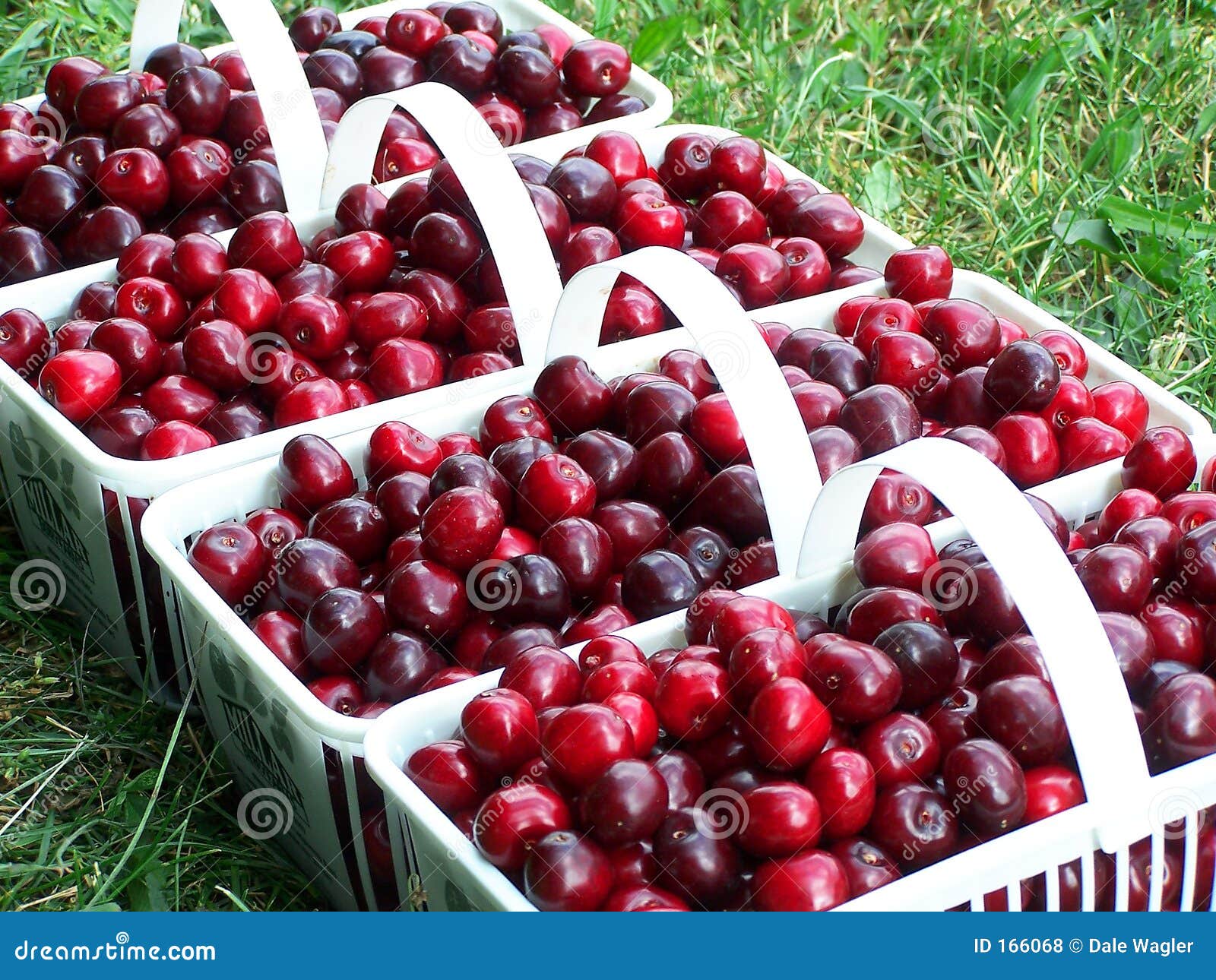 Cherry Baskets stock photo. Image of juicy, fruit, harvest 166068