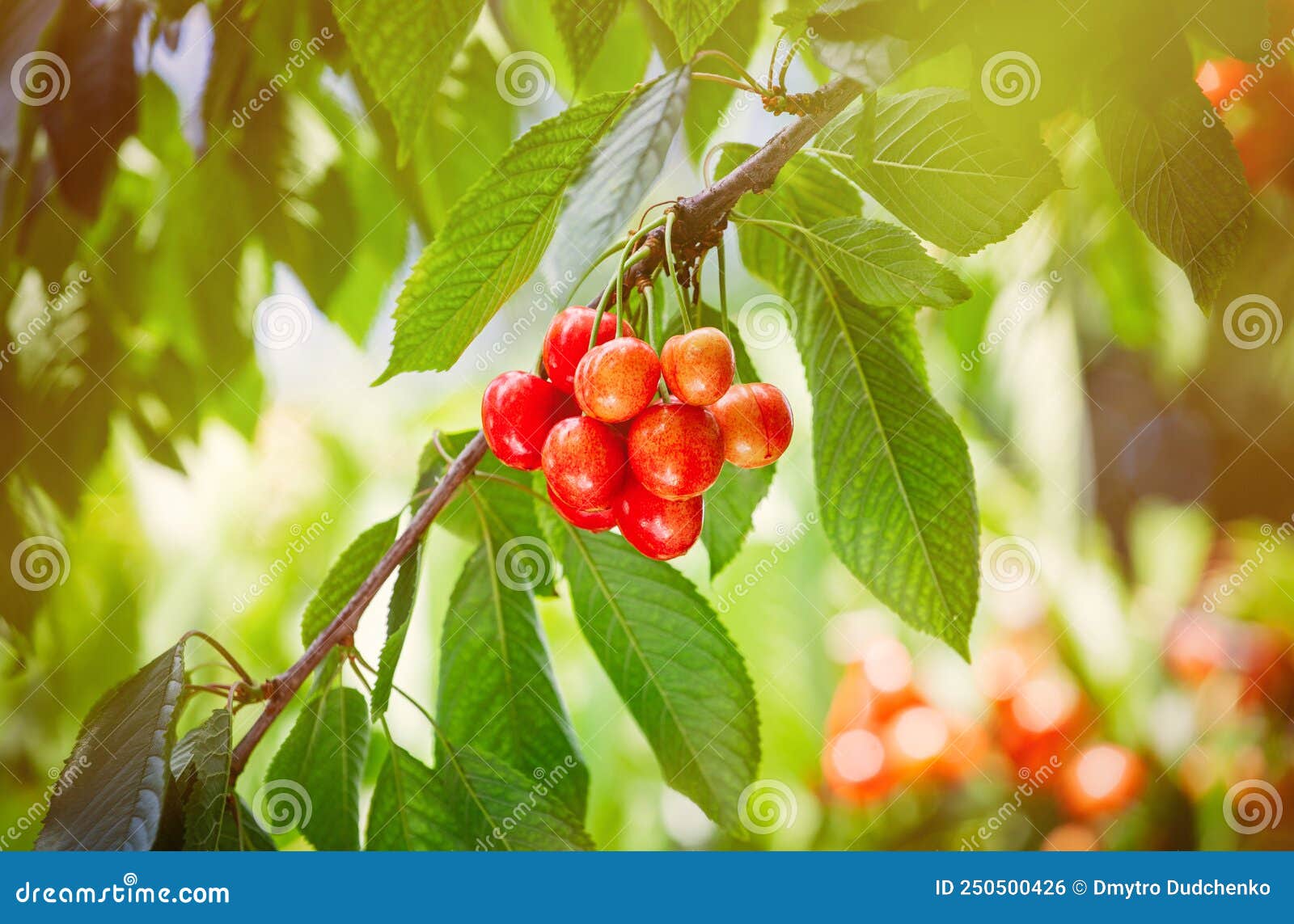 Cherry Berries on Branches in a Garden with Fruit Trees. Harvesting