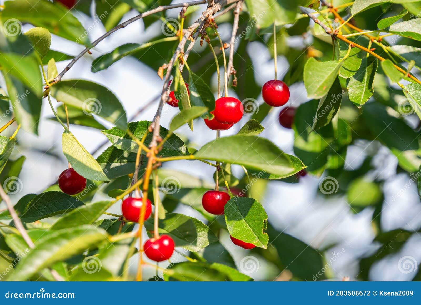 Cherry Berries on a Tree in Summer Stock Photo Image of juicy, fresh