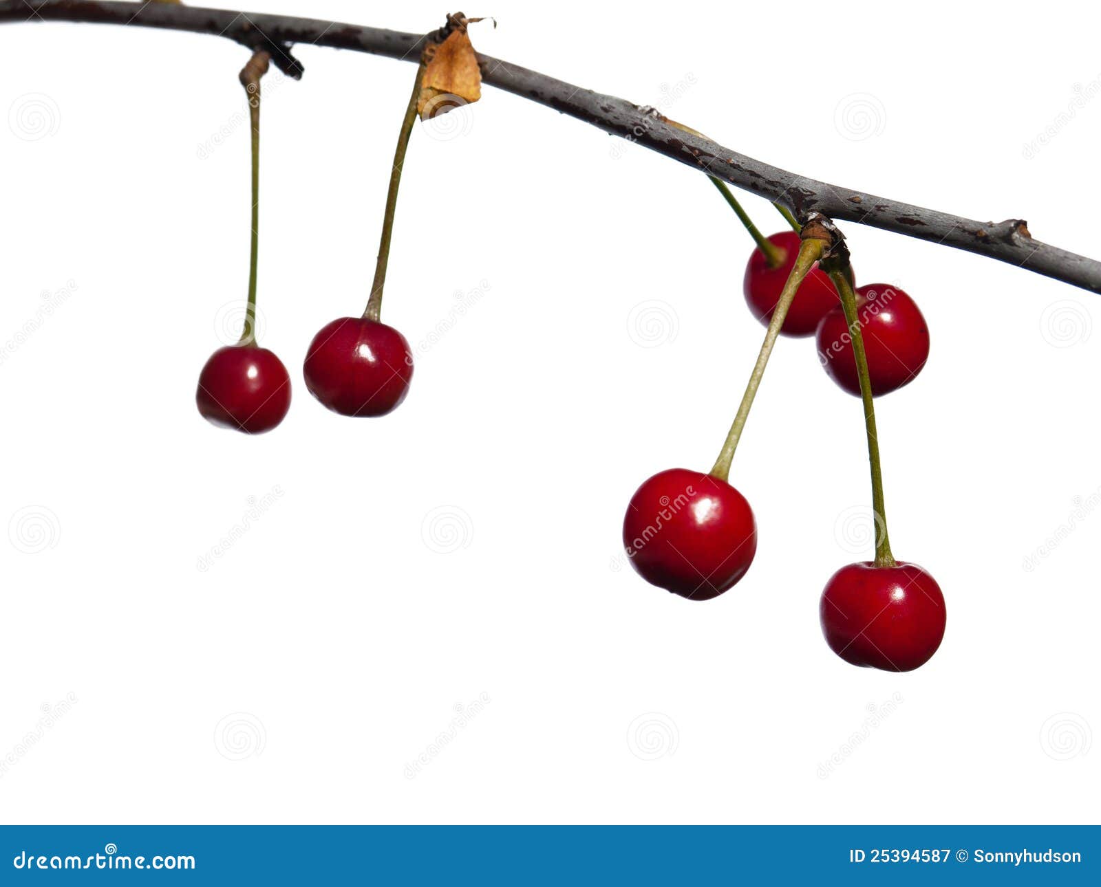 Cherry berry stock image. Image of bush, summer, berry 25394587