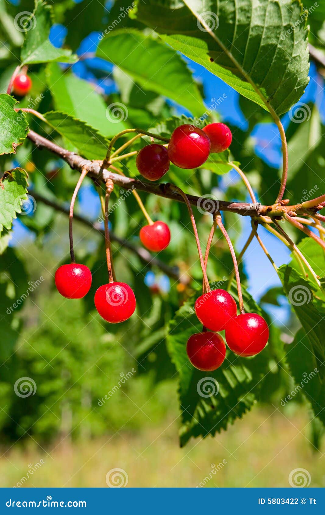 Cherry berry stock photo. Image of berries, fruit, wood 5803422