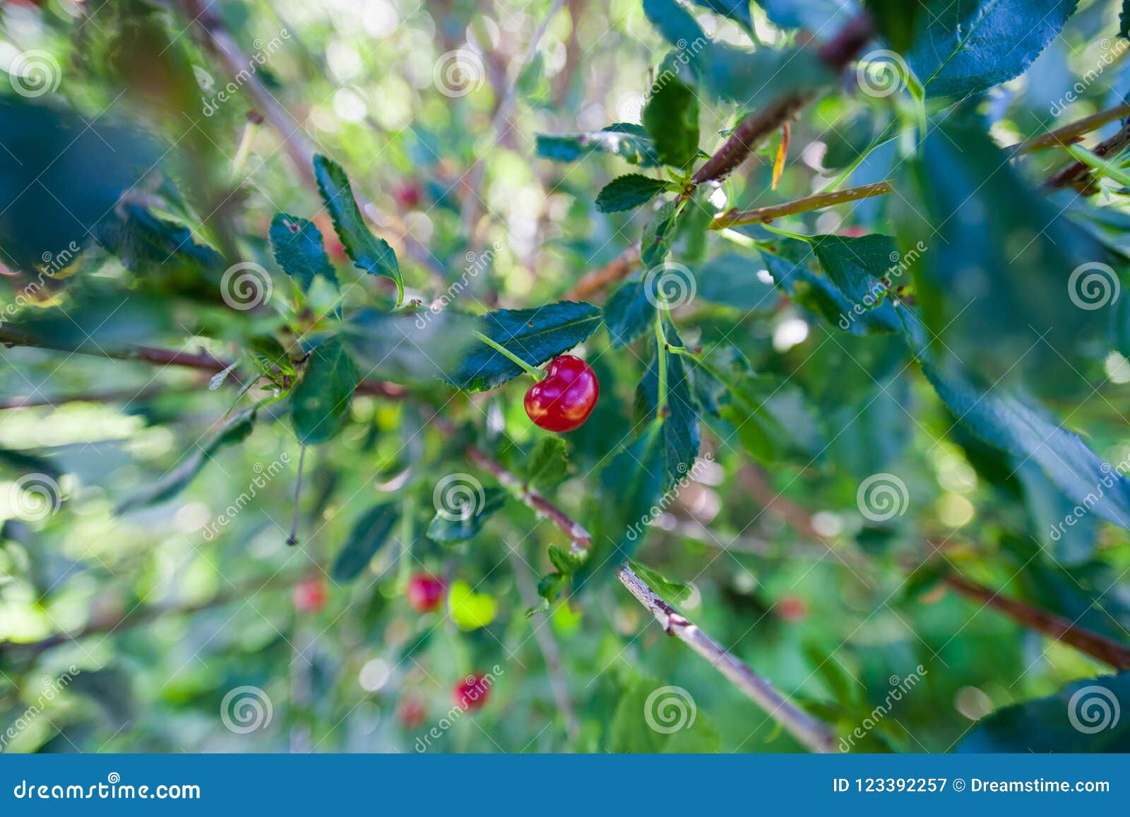 cherry berry on a branch