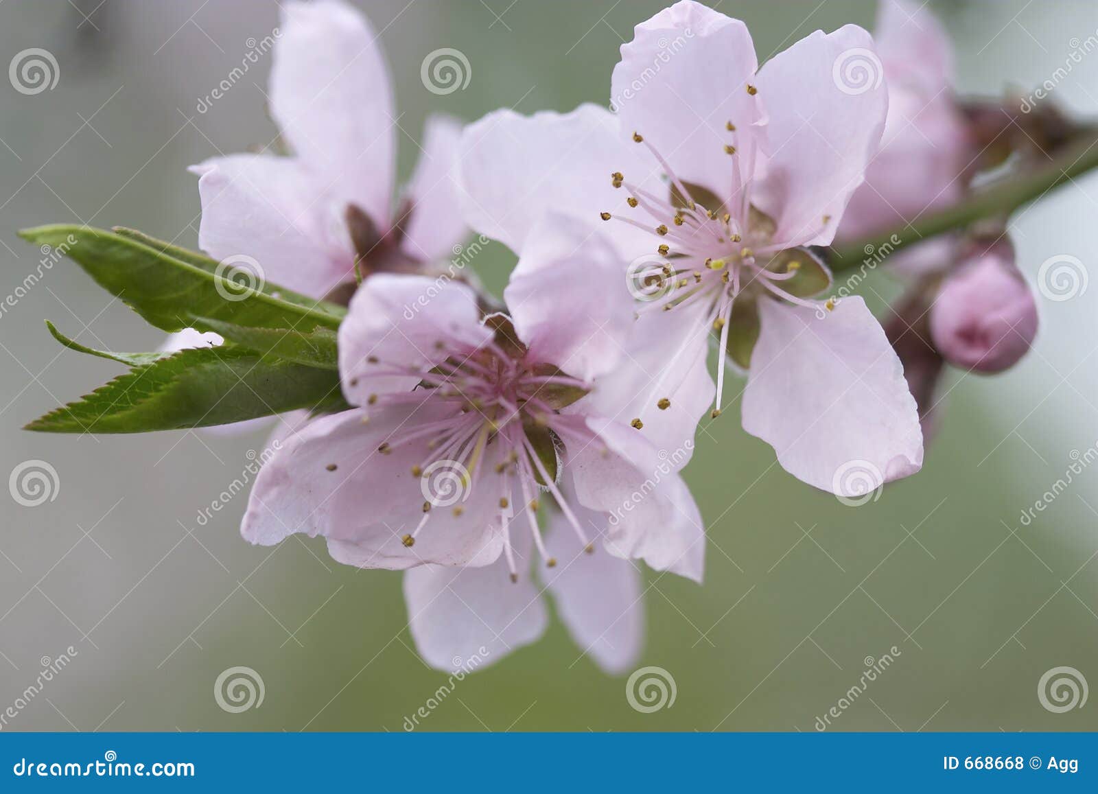 cherry bloom