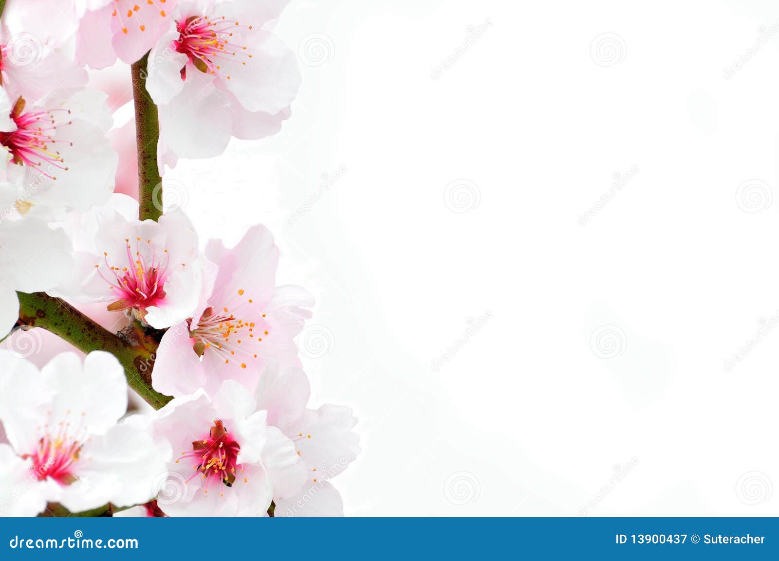 Cherry Blossom Against A White Background Royalty Free Stock
