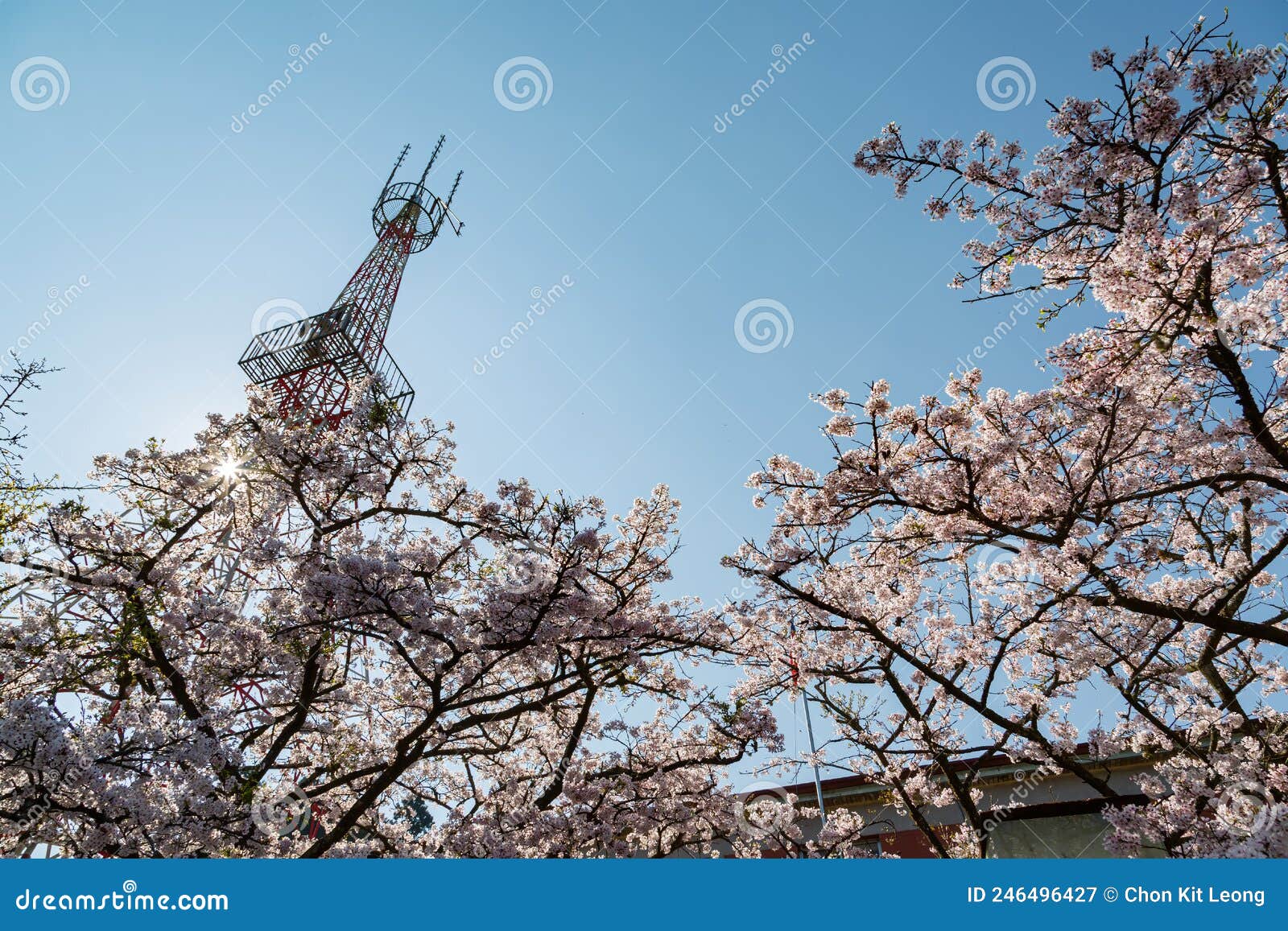 Cherry Blossom in Alishan National Forest Recreation Area Stock Image ...