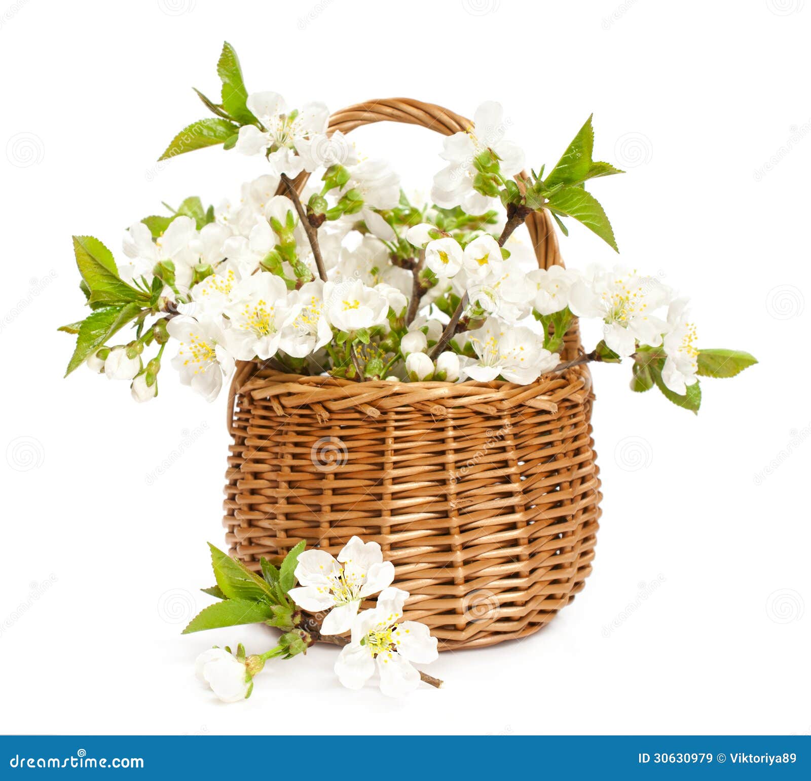 Cherry blossom in a basket stock image. Image of blossom 30630979