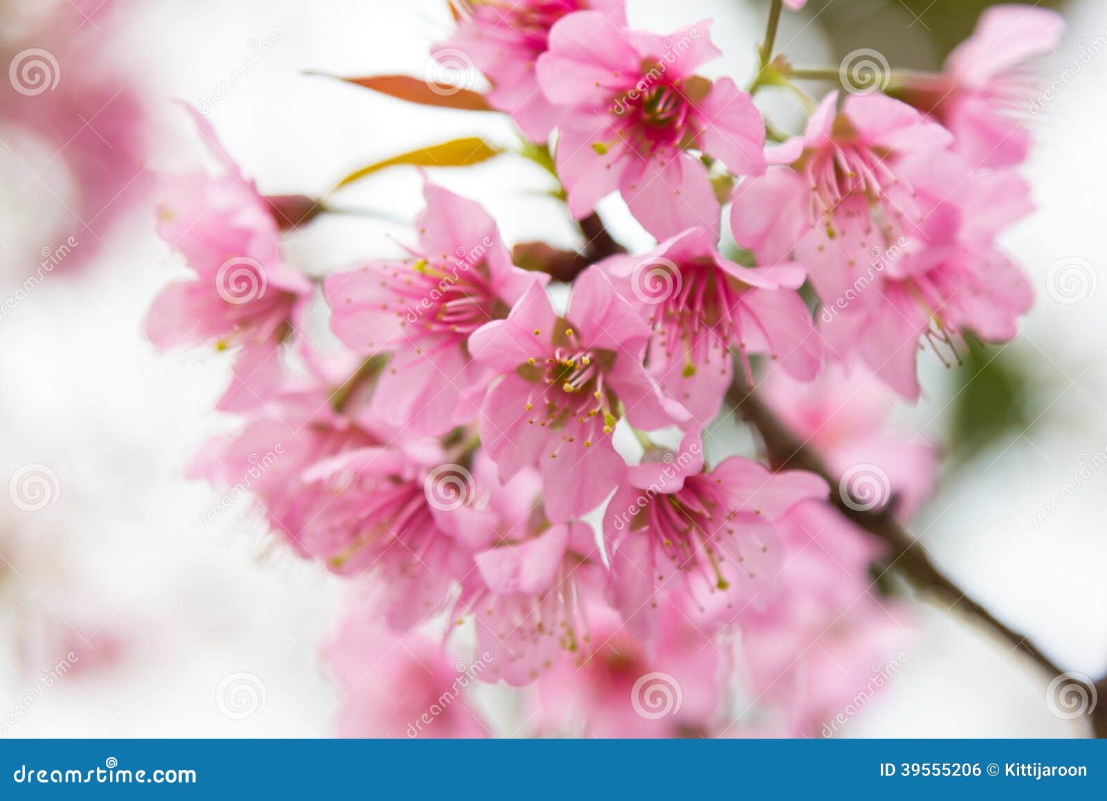 Cherry Blossom Blooming on Branch Stock Photo Image of branch, spring