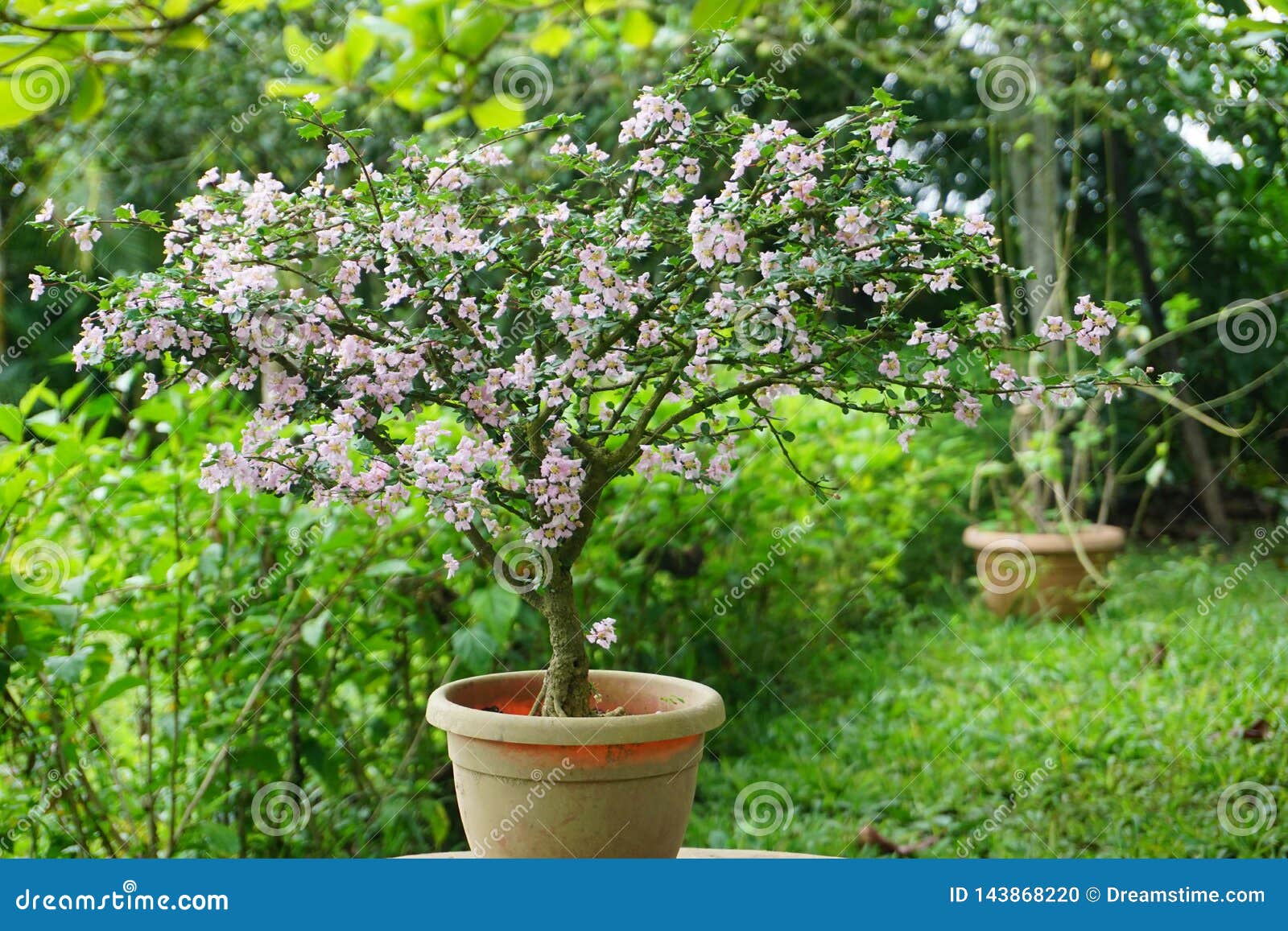 Cherry blossom bonsai stock photo. Image of bonsain 143868220