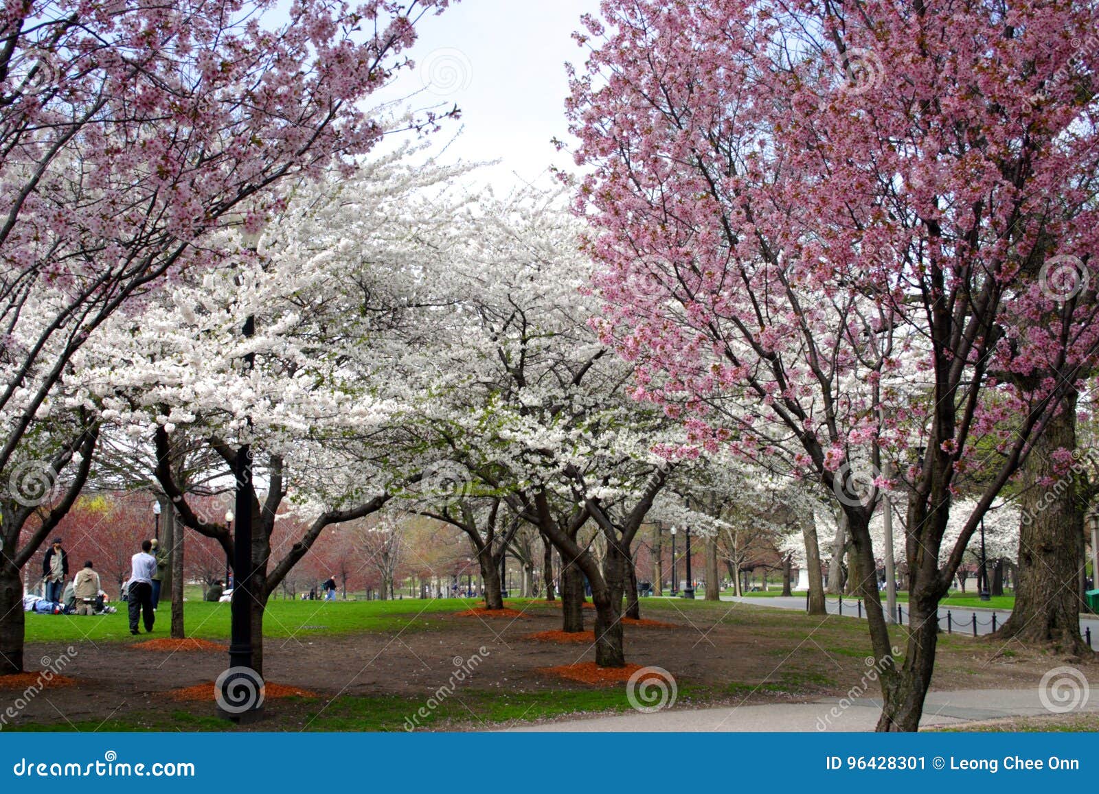 Cherry Blossom in Boston Public Garden during Spring Stock Image
