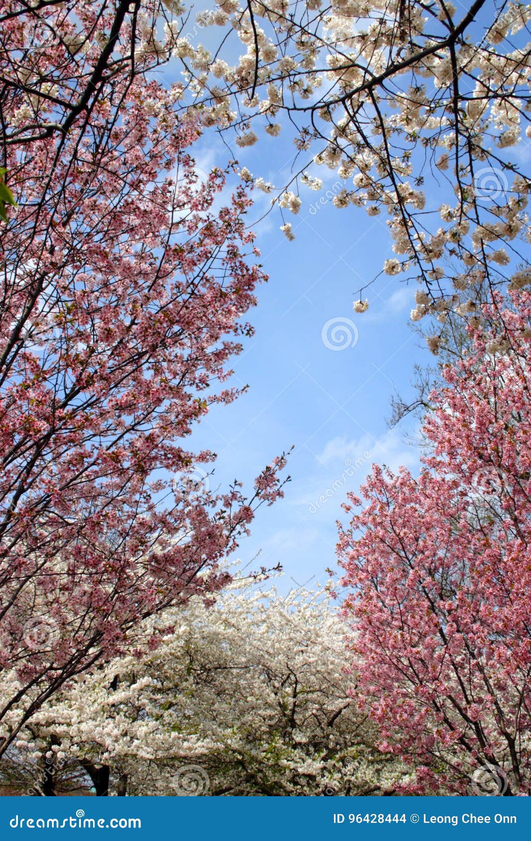 Cherry Blossom in Boston Public Garden during Spring Stock Photo Image of growing, bush 96428444