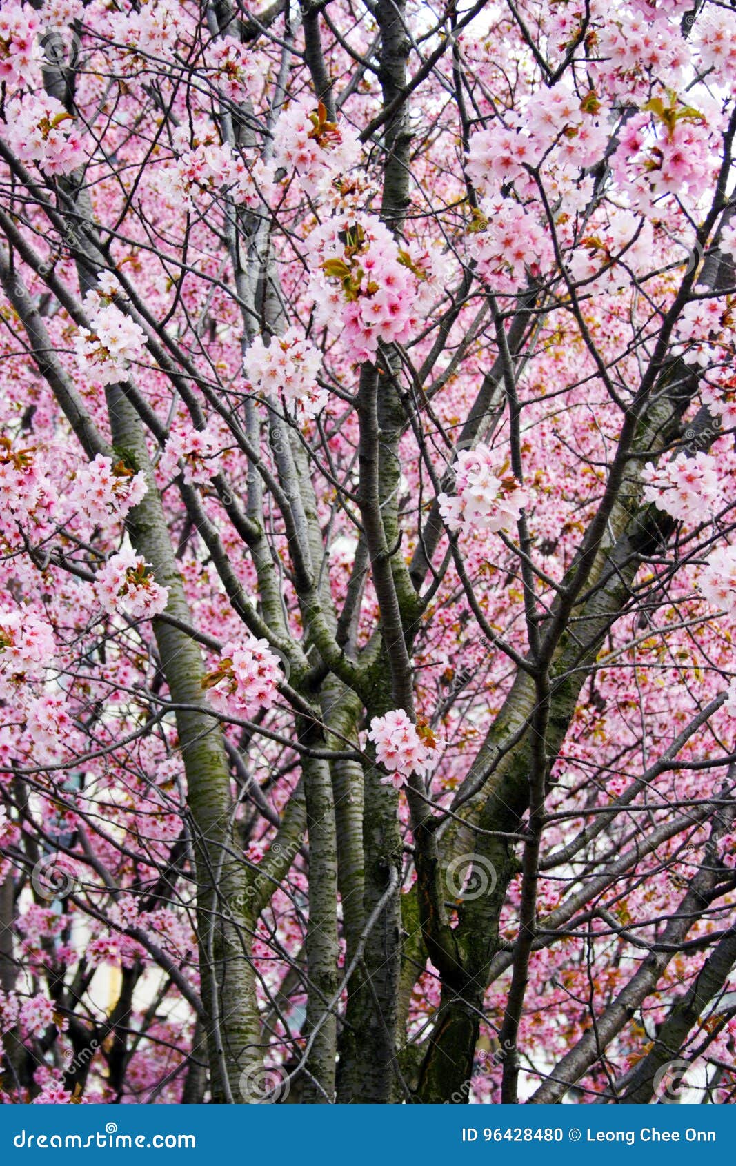 Cherry Blossom in Boston Public Garden during Spring Stock Photo