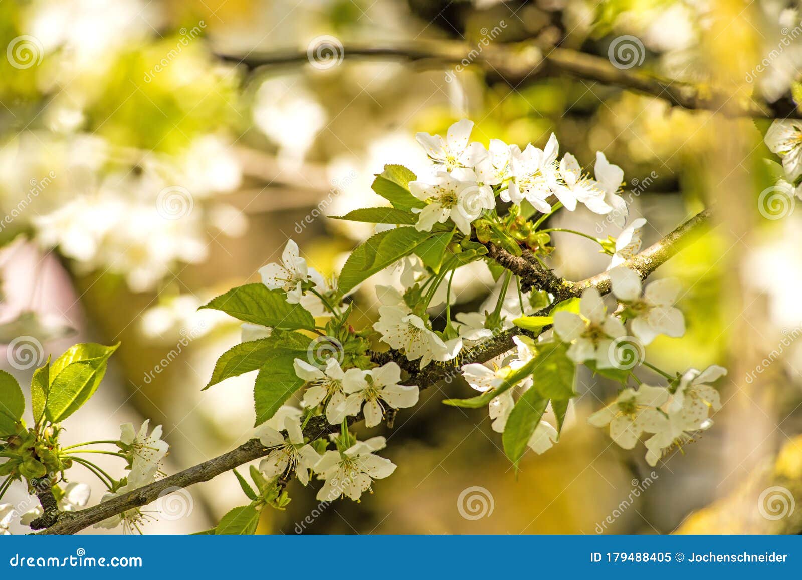 Cherry Blossom, Branch with Flowers Stock Image Image of copy, space 179488405