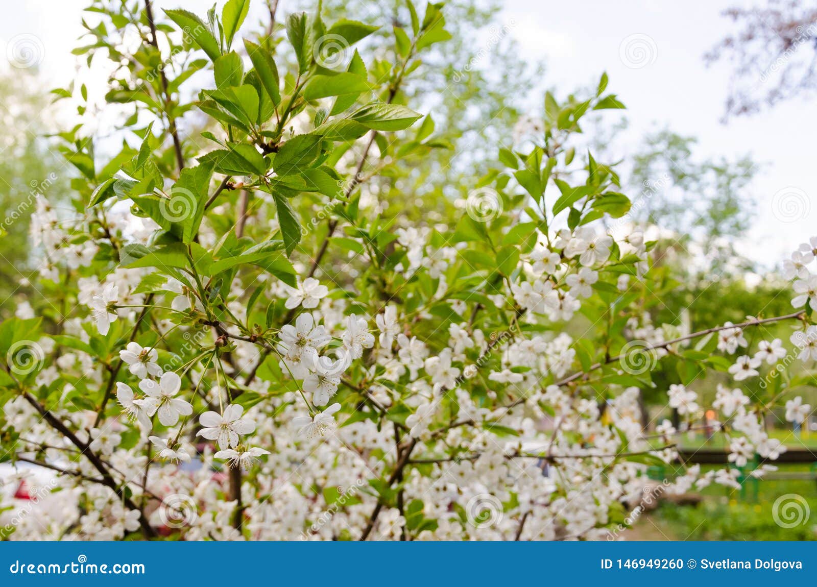 Cherry Blossom Branches with Green Leaves Closeup Stock Photo Image of branches, honey 146949260