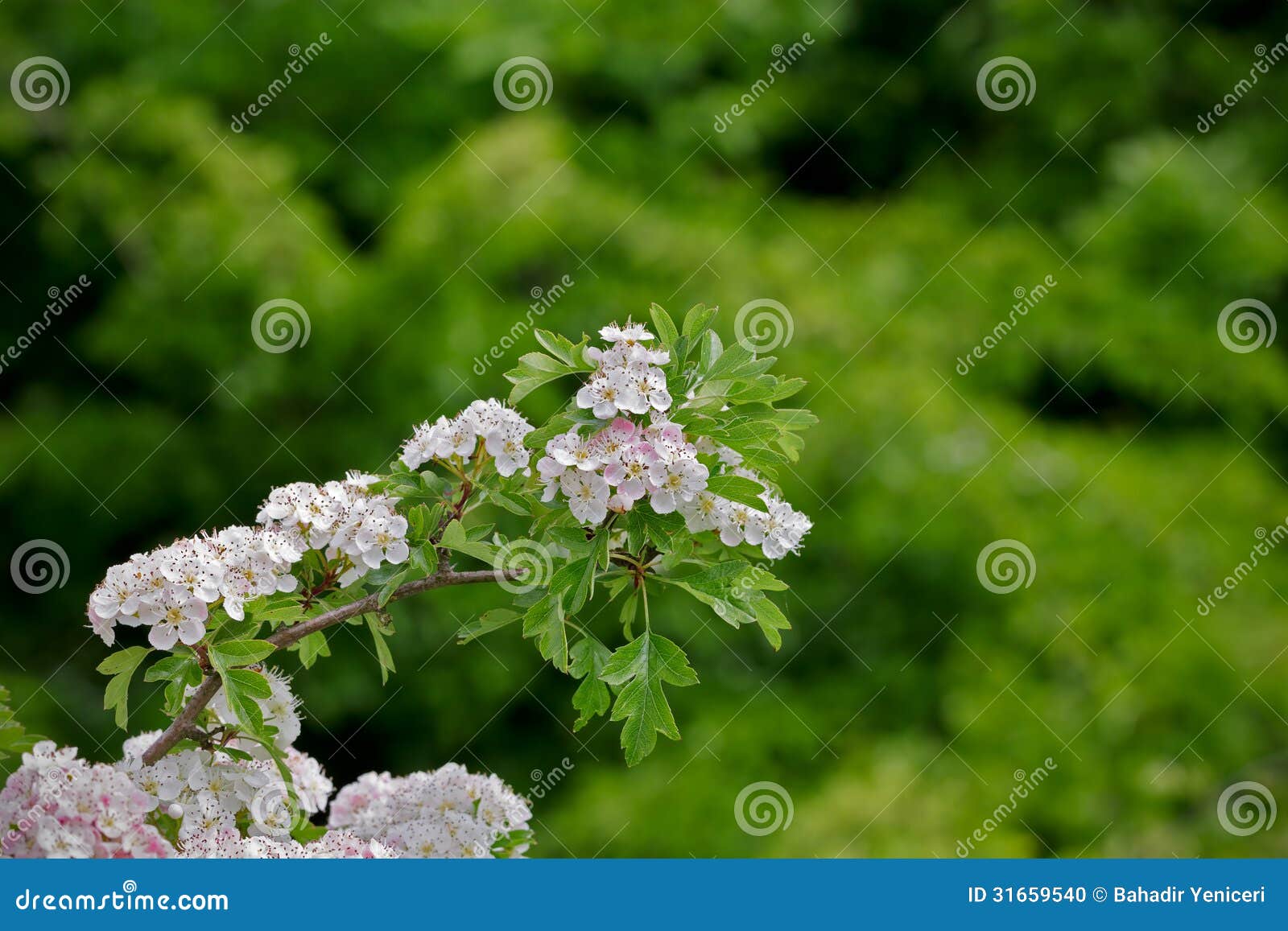 Cherry Blossom Branch stock photo. Image of cheerful 31659540