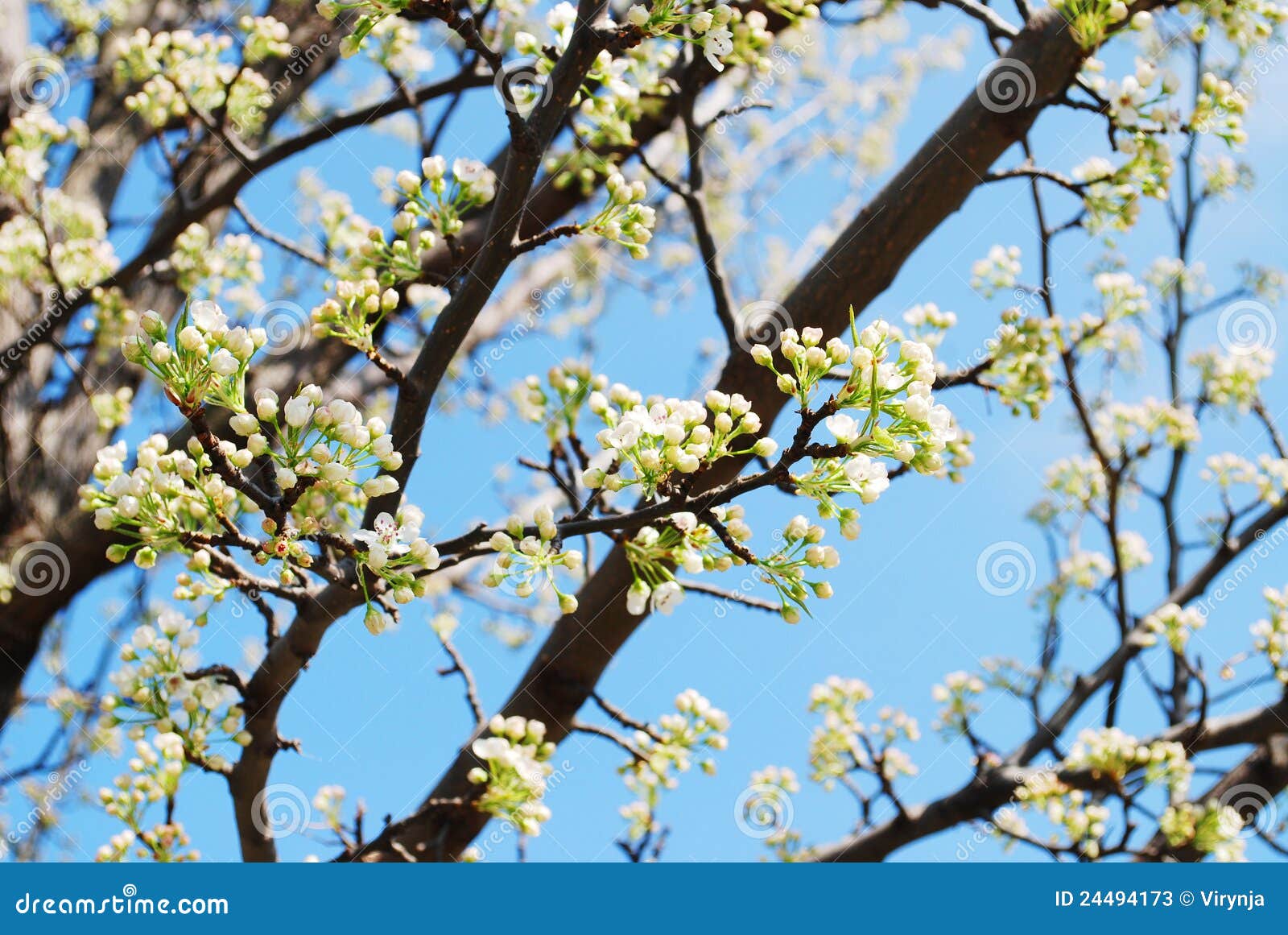 Cherry blossom branches stock image. Image of bloom, nature 24494173
