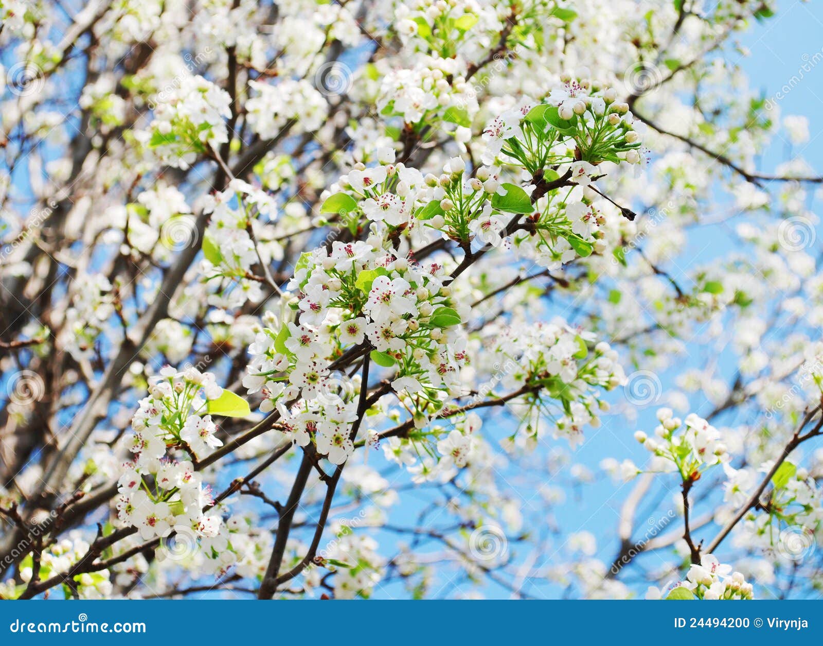 Cherry blossom branches stock photo. Image of park, bloom 24494200
