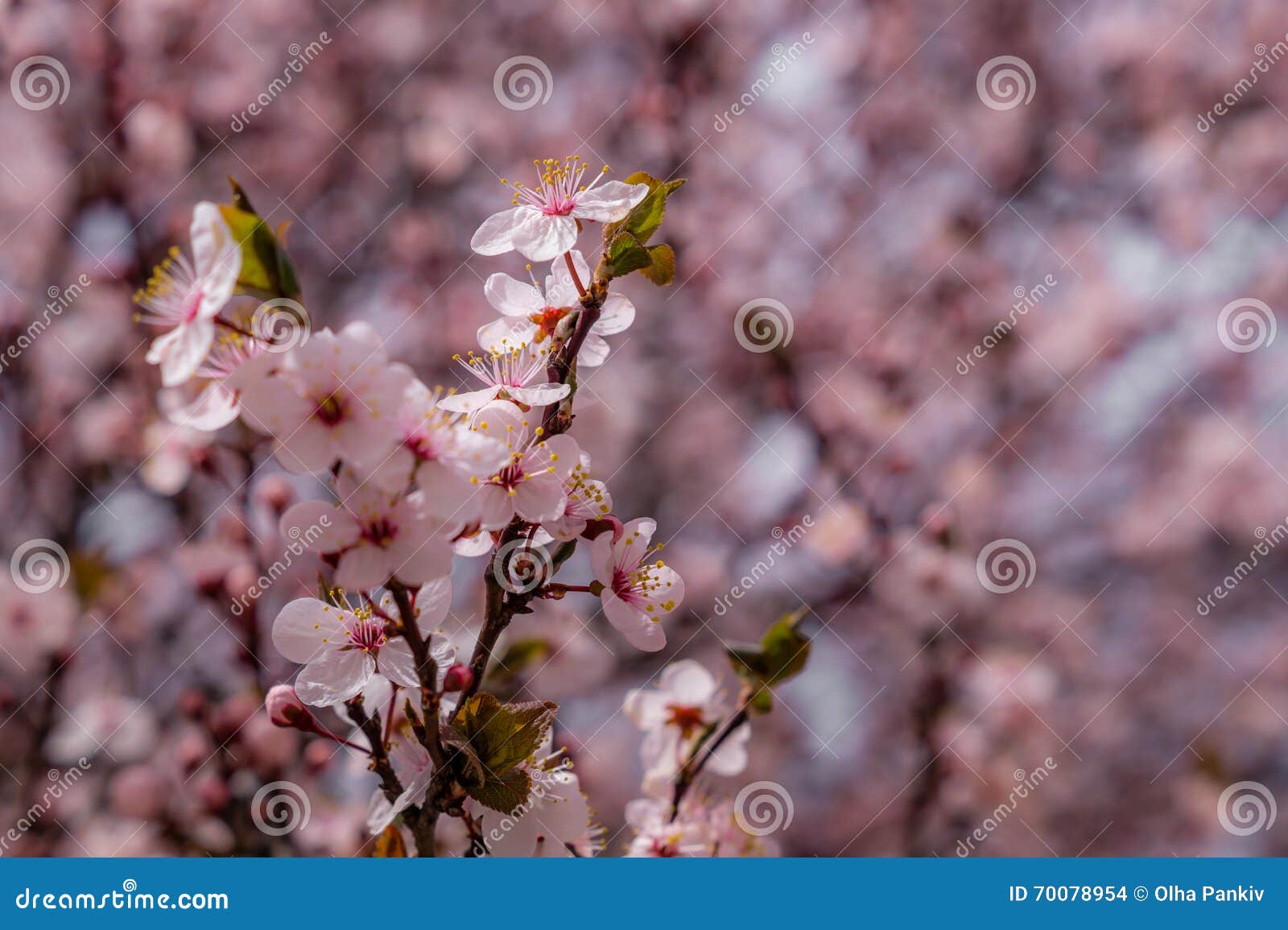 Cherry blossom branches stock photo. Image of revival 70078954