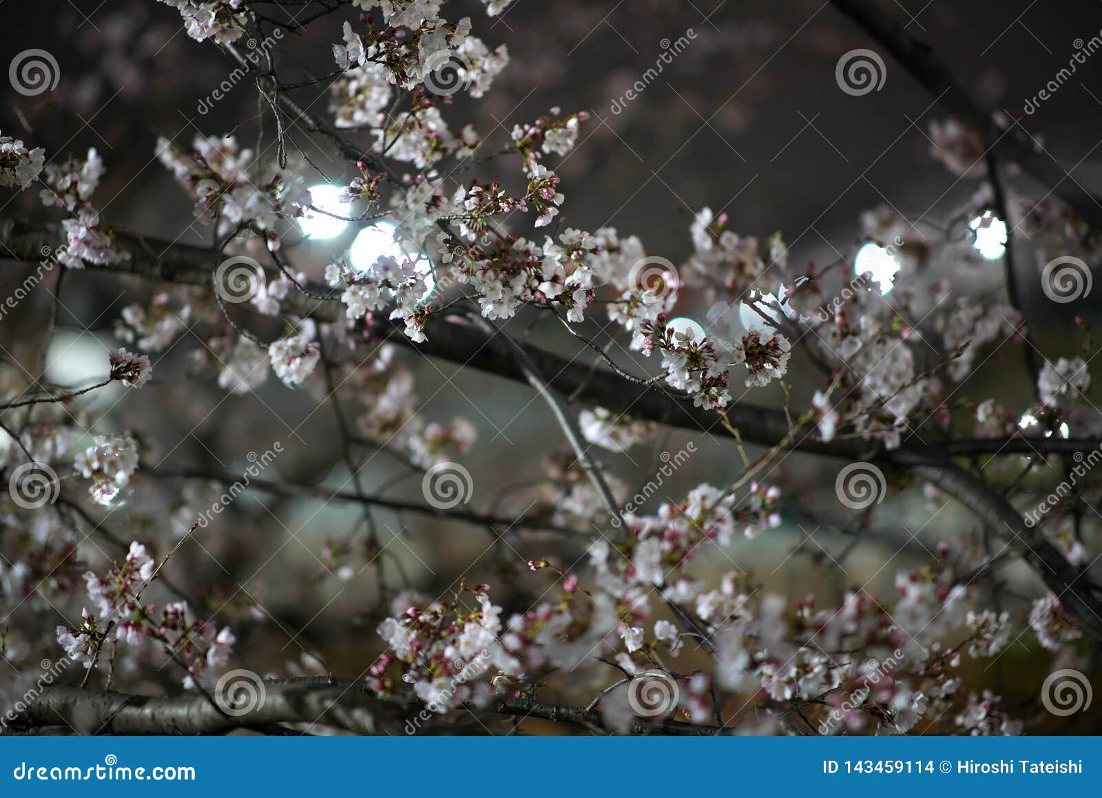 Cherry Blossom Branches in a Park in Tokyo Stock Photo Image of