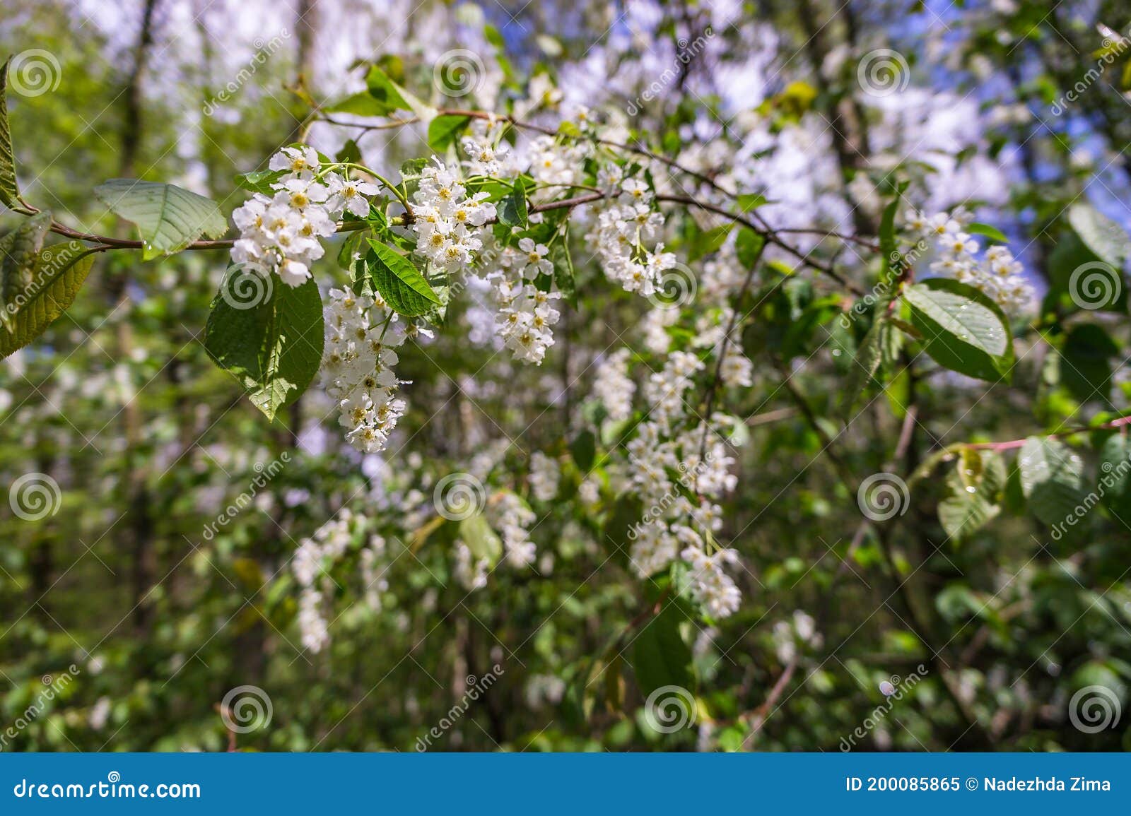 Cherry Blossom Branches in Spring, Cherry Tree Blooms in the Forest